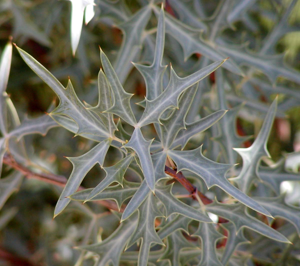 Agarita (Mahonia trifoliolata) - PlantNative.org Close-up of Agarita holly-like spiny leaflets showing the three-lobed gray-green foliage