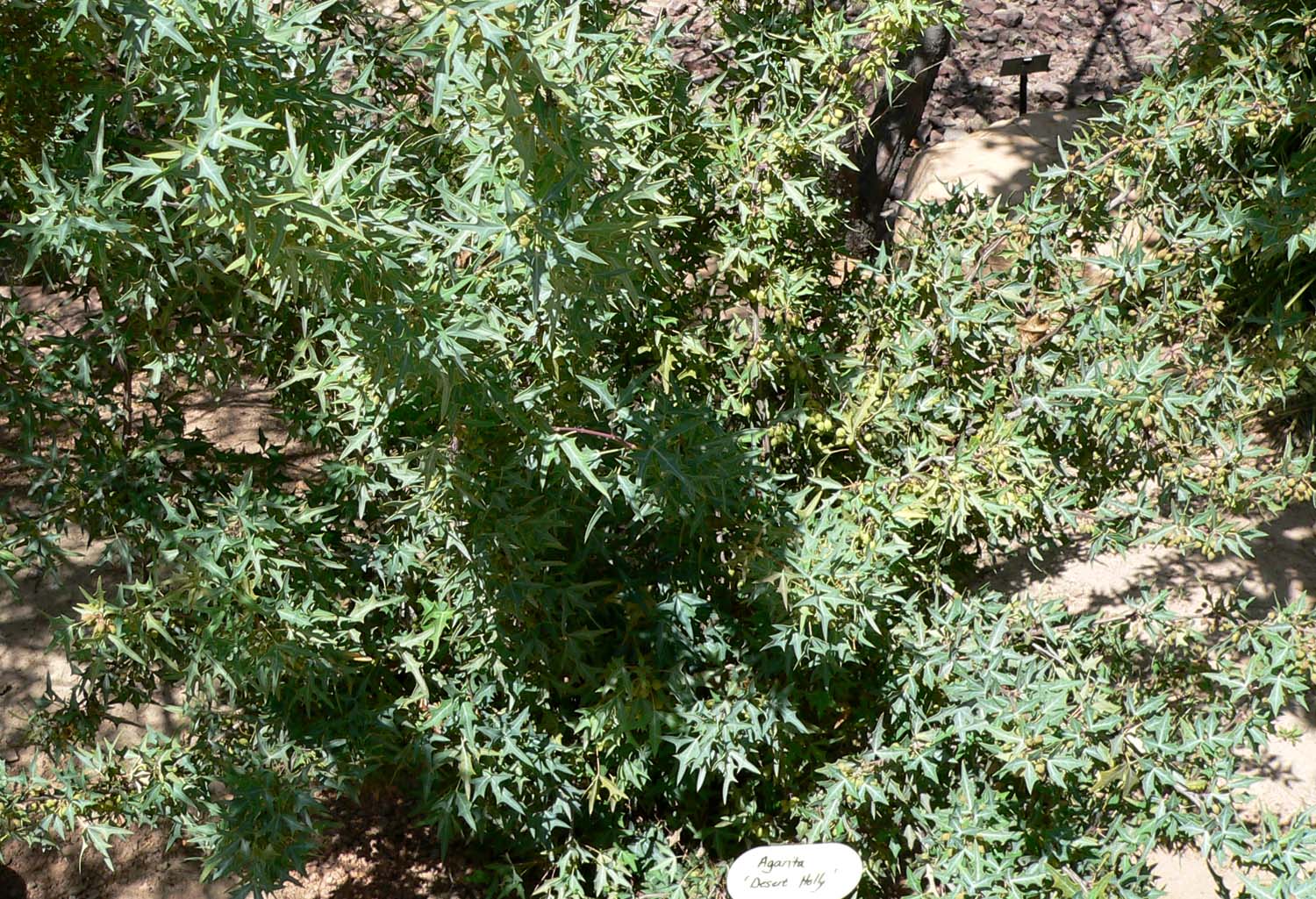 Agarita (Mahonia trifoliolata) - PlantNative.org Agarita (Mahonia trifoliolata) shrub showing gray-green holly-like trifoliolate leaves