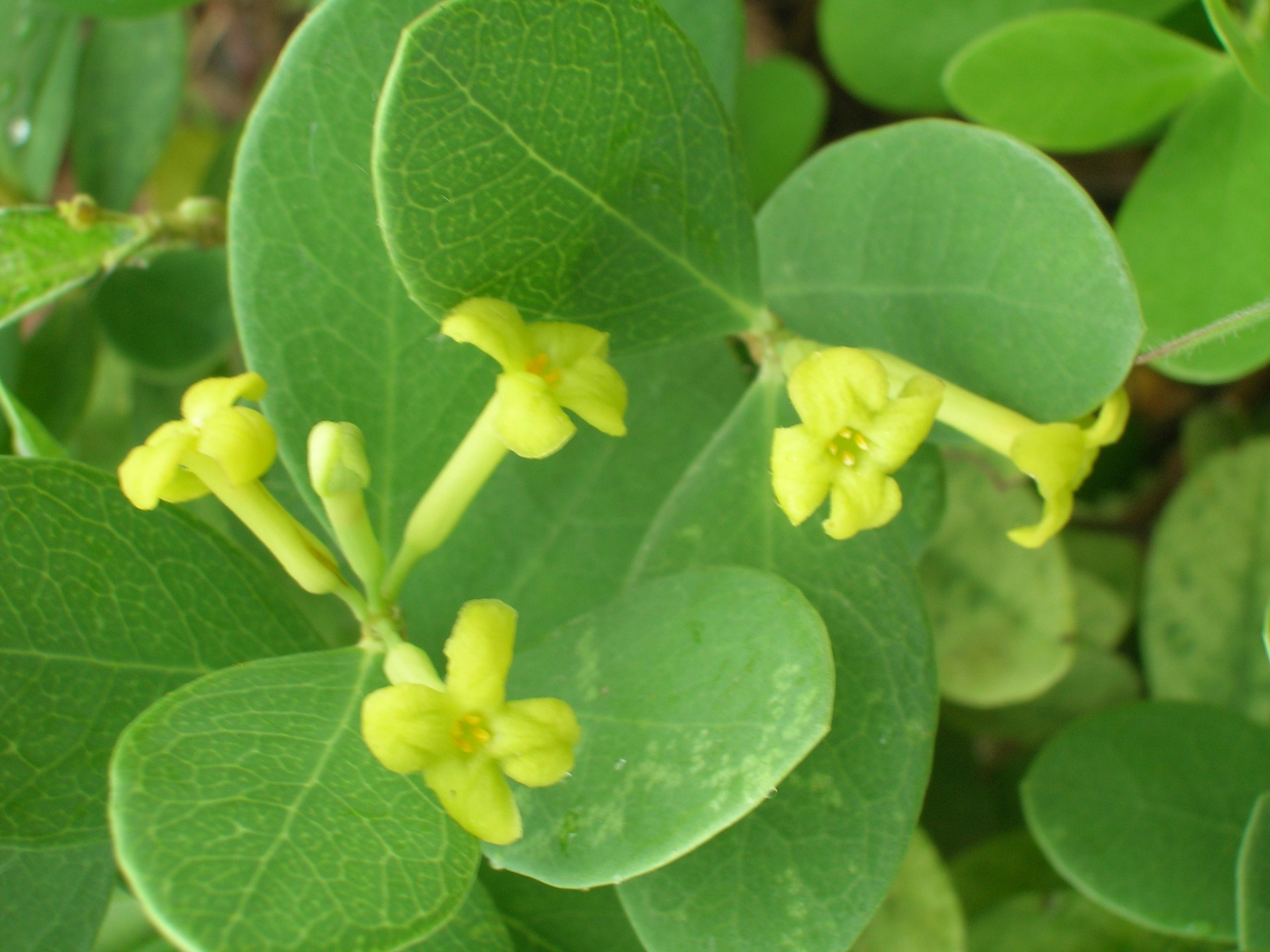 ʻĀkia (Wikstroemia uva-ursi) - PlantNative.org Close-up of ʻĀkia (Wikstroemia uva-ursi) yellow-green four-lobed flowers emerging from leaf axils