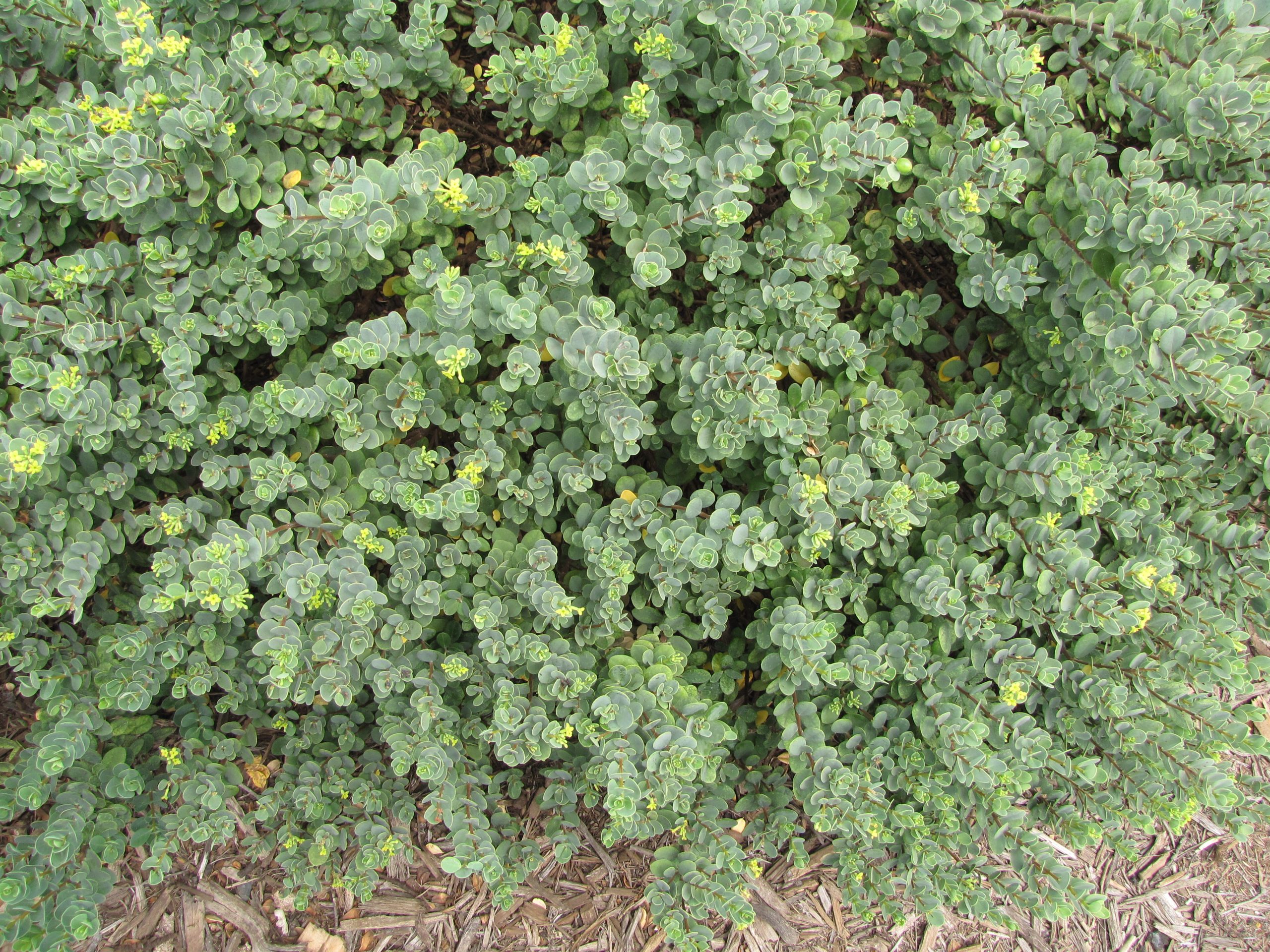 ʻĀkia (Wikstroemia uva-ursi) - PlantNative.org ʻĀkia (Wikstroemia uva-ursi) low mounding shrub with gray-green rounded leaves and small yellow flowers