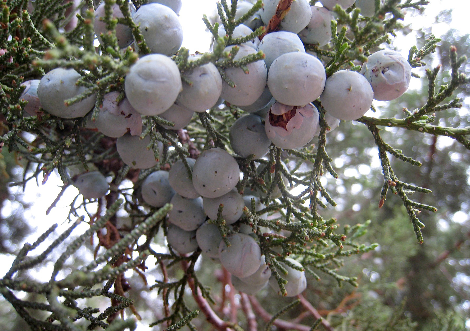 Alligator Juniper (Juniperus deppeana) - PlantNative.org Cluster of blue-gray, berry-like cones on alligator juniper (Juniperus deppeana)