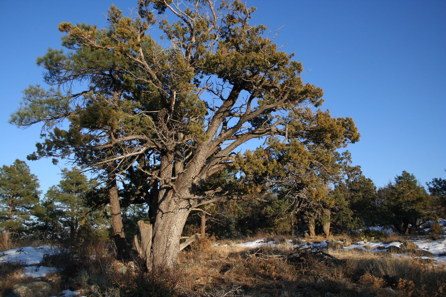 Alligator Juniper (Juniperus deppeana) - PlantNative.org Mature alligator juniper (Juniperus deppeana) with a broad, rounded crown growing on a rocky Arizona ridge