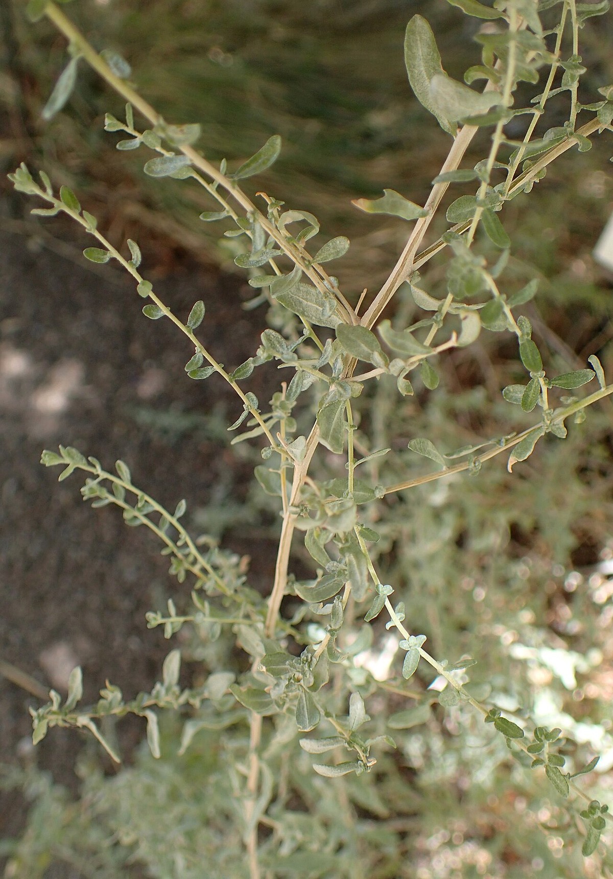 Allscale Saltbush (Atriplex polycarpa) - PlantNative.org Close-up of allscale saltbush (Atriplex polycarpa) branches showing small silvery-gray scurfy leaves
