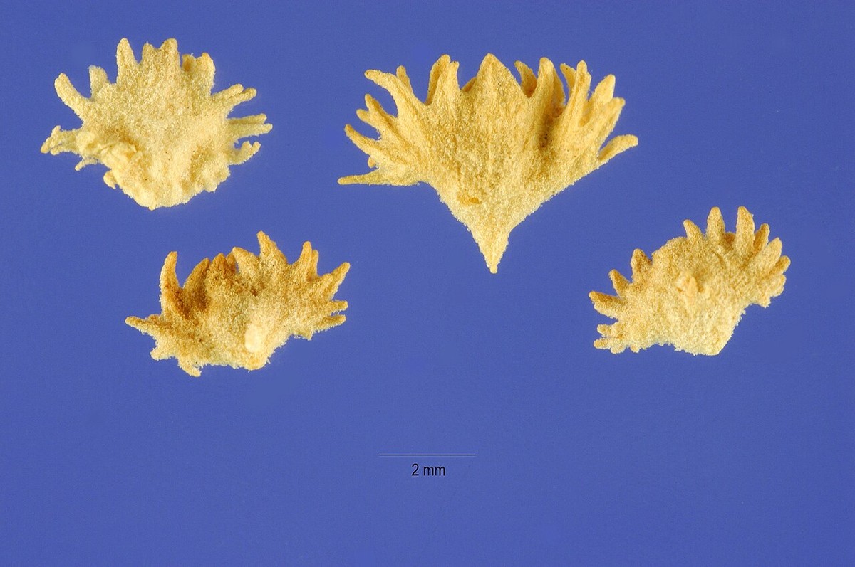Allscale Saltbush (Atriplex polycarpa) - PlantNative.org Close-up of the small, fan-shaped, toothed fruiting bracts of allscale saltbush (Atriplex polycarpa)