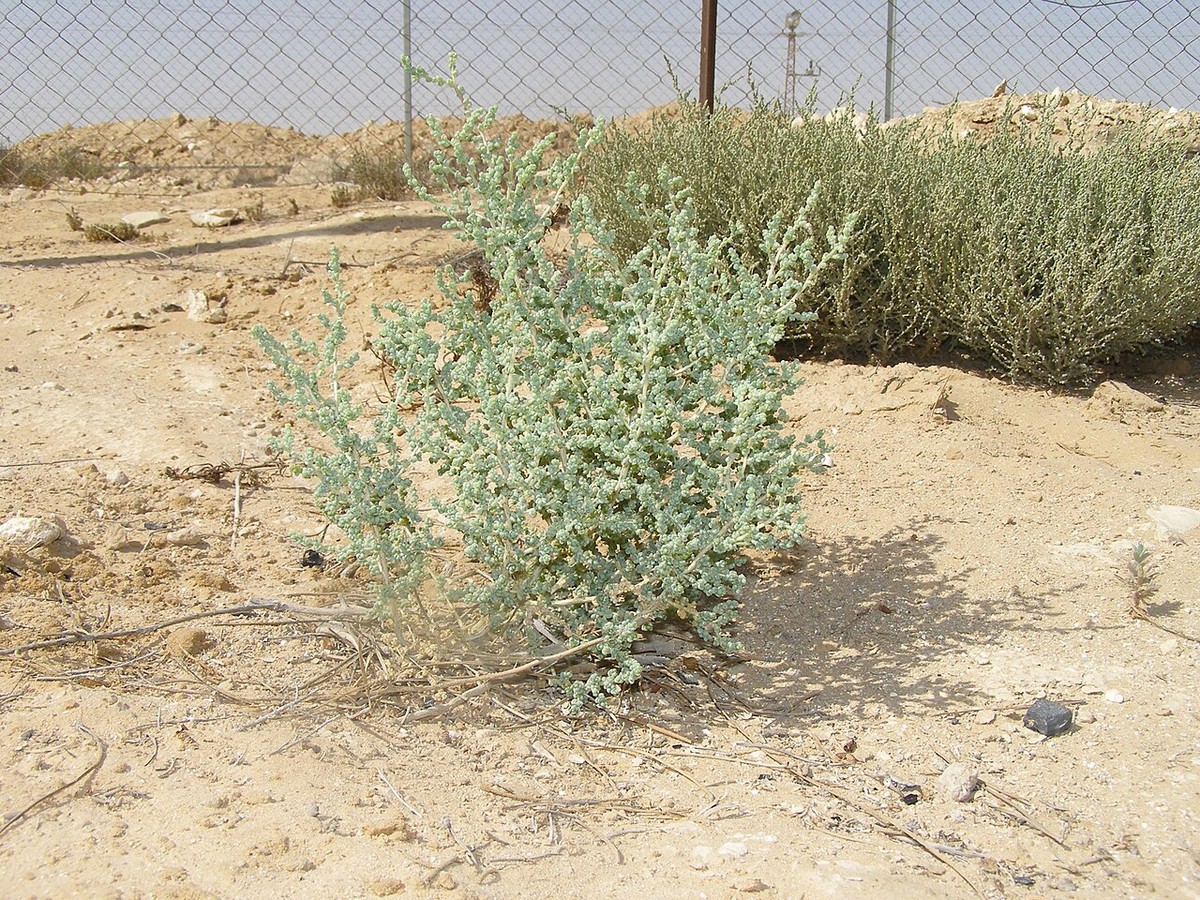 Allscale Saltbush (Atriplex polycarpa) - PlantNative.org Allscale saltbush (Atriplex polycarpa) growing as a dense, rounded gray-green shrub on bare desert ground