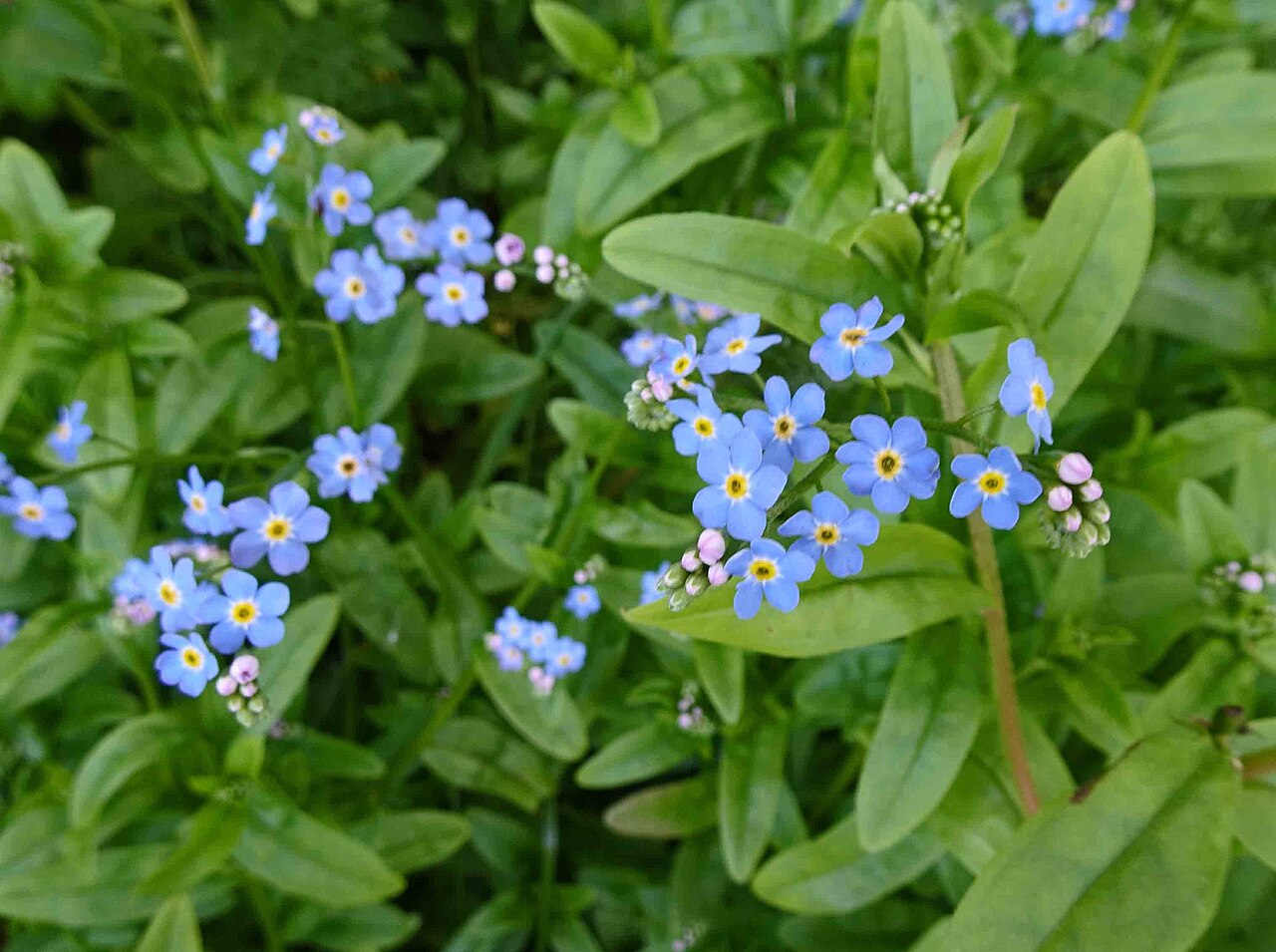 Alpine Forget-me-not (Myosotis asiatica) - PlantNative.org Close-up of alpine forget-me-not clusters showing the five-lobed blue petals, yellow eye, and buds along the uncurling flower stalk