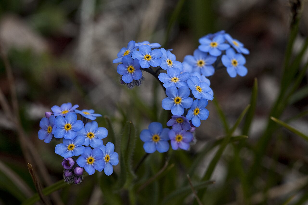 Alpine Forget-me-not (Myosotis asiatica) - PlantNative.org Alpine forget-me-not growing among dry grasses on an open rocky slope in Denali National Park
