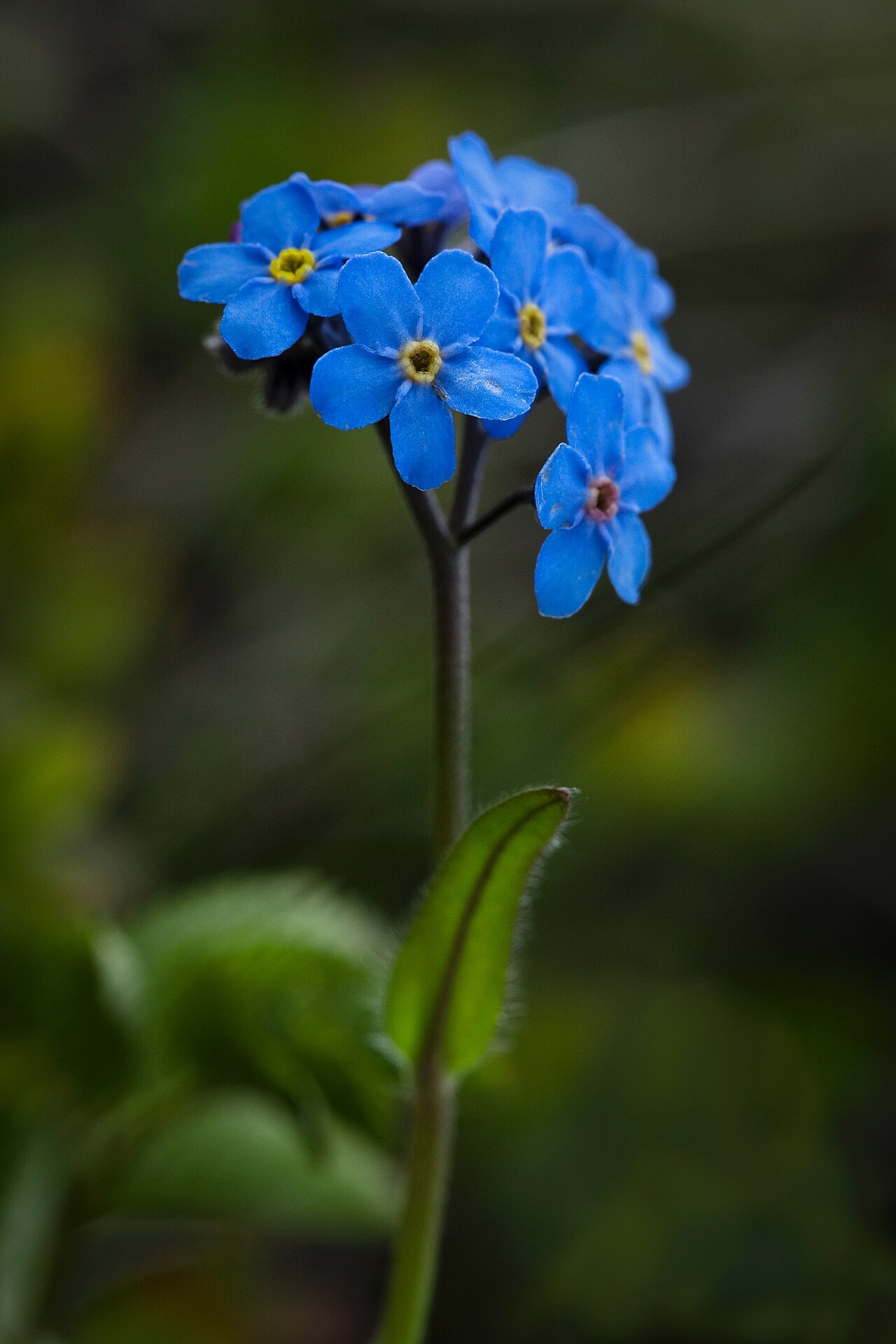 Alpine Forget-me-not (Myosotis asiatica) - PlantNative.org Alpine forget-me-not (Myosotis asiatica) with a cluster of small bright blue flowers with yellow centers on a hairy stem