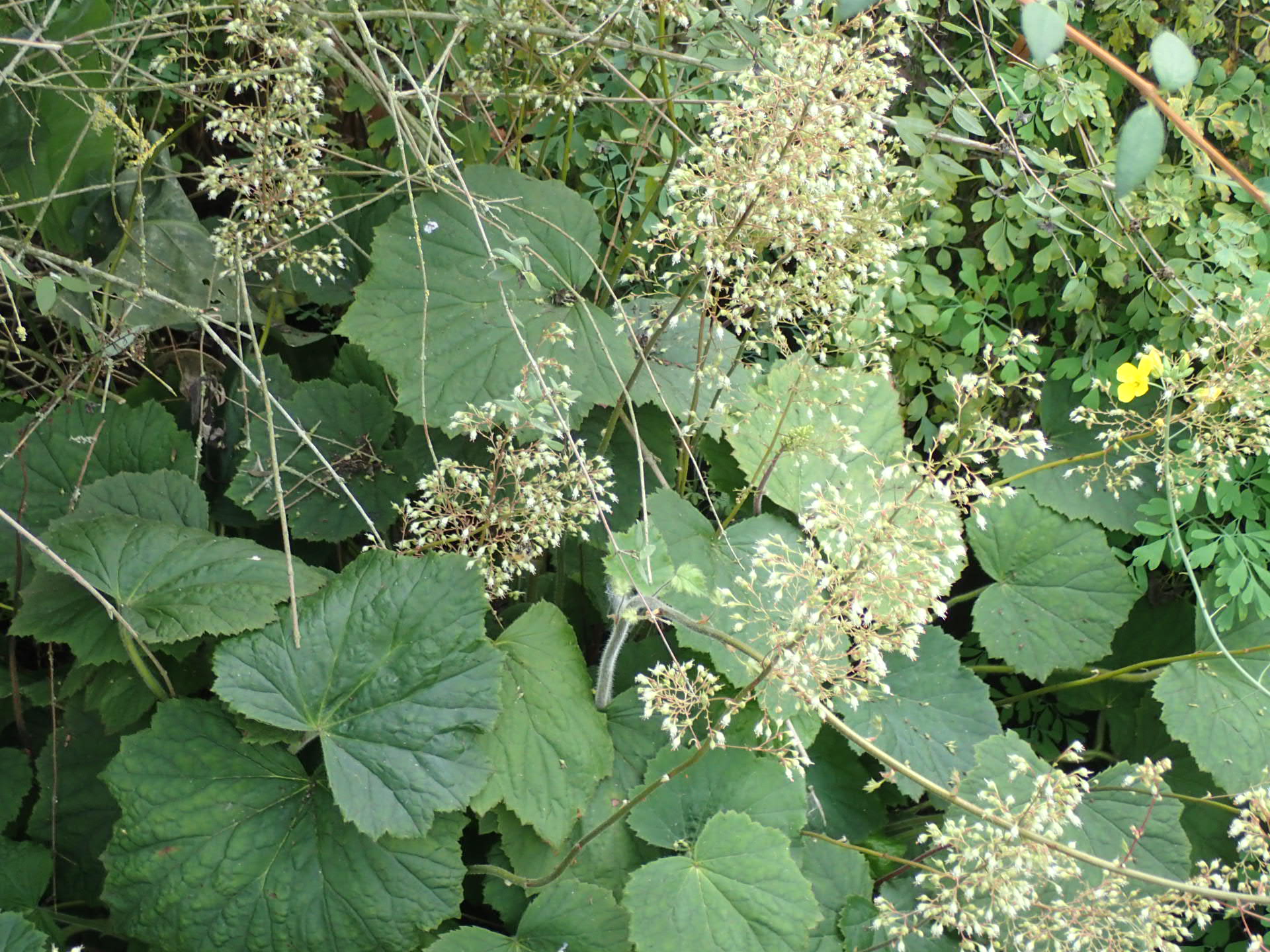 Hairy Alumroot (Heuchera villosa) - PlantNative.org Airy sprays of tiny cream-white hairy alumroot (Heuchera villosa) flowers above lobed leaves