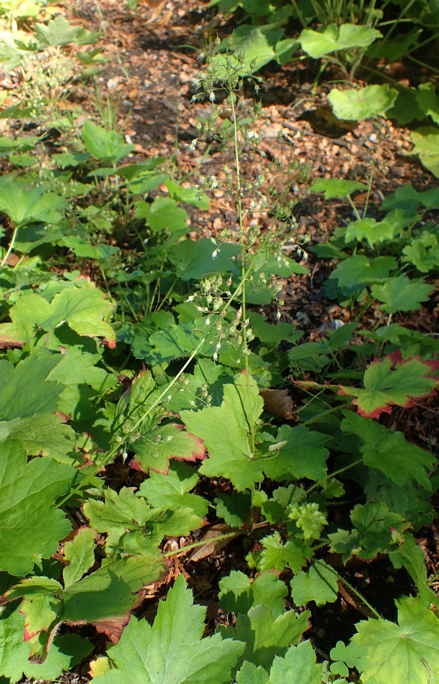 Hairy Alumroot (Heuchera villosa) - PlantNative.org Hairy Alumroot (Heuchera villosa) mound of lobed leaves with a tall airy flower spike