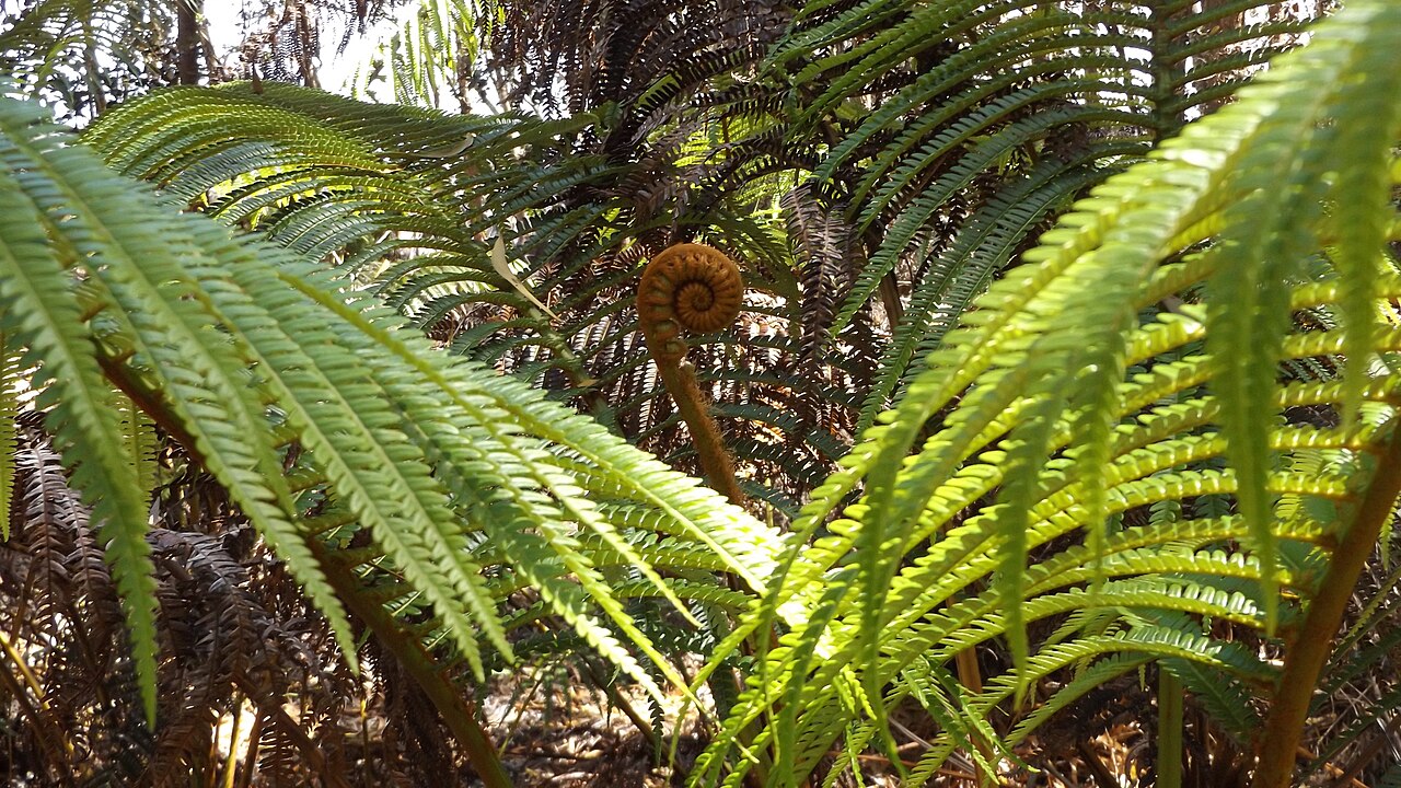 ʻAmaʻu (Sadleria cyatheoides) - PlantNative.org Coiled brown fiddlehead of ʻAmaʻu (Sadleria cyatheoides) unfurling among mature green fronds