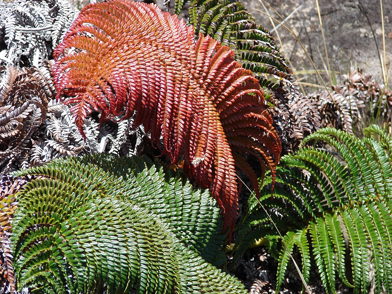 ʻAmaʻu (Sadleria cyatheoides) - PlantNative.org ʻAmaʻu (Sadleria cyatheoides) clump showing new fronds flushed deep red beside mature dark green fronds