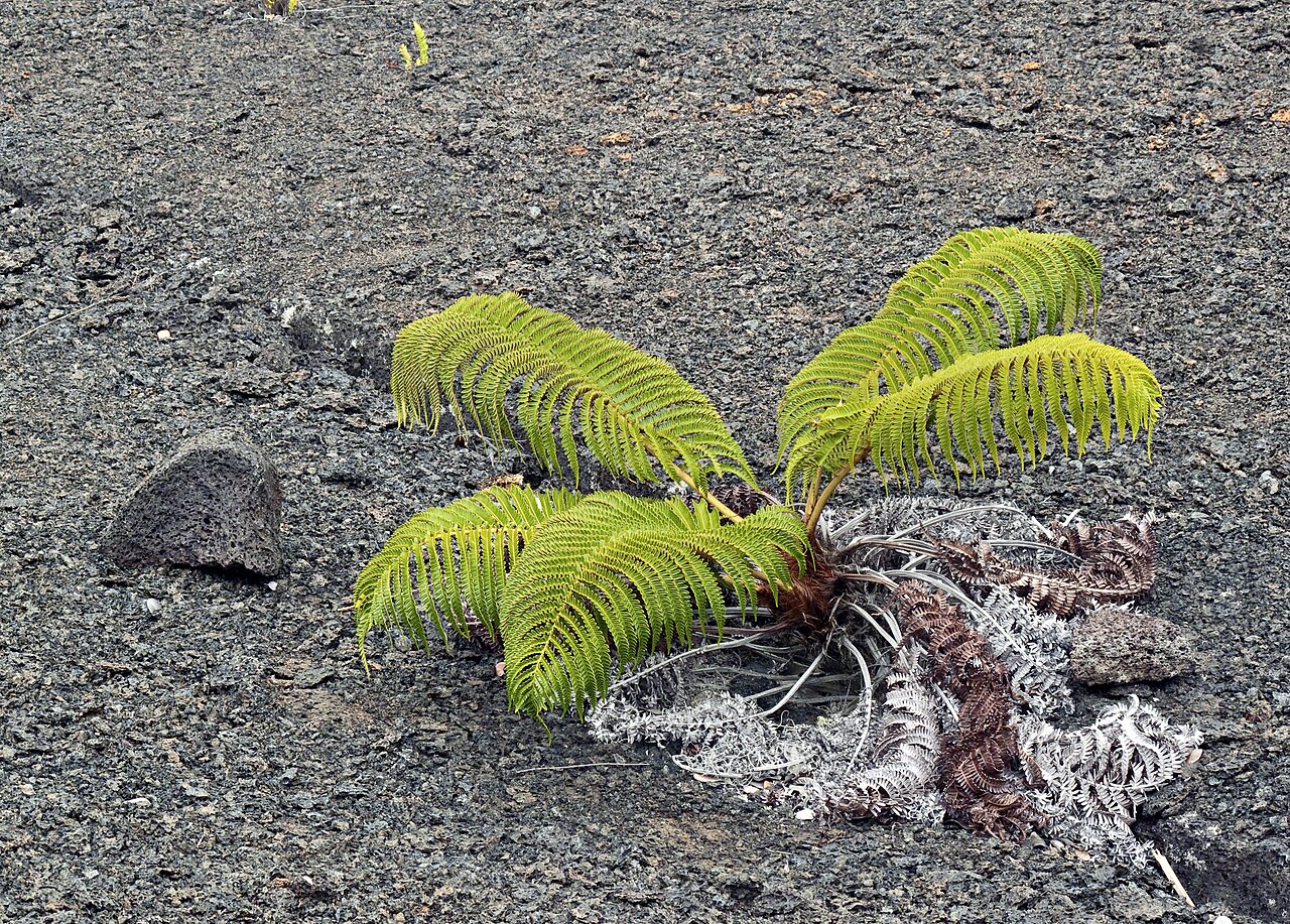 ʻAmaʻu (Sadleria cyatheoides) - PlantNative.org Young ʻAmaʻu (Sadleria cyatheoides) plant colonizing bare volcanic cinder as a pioneer species