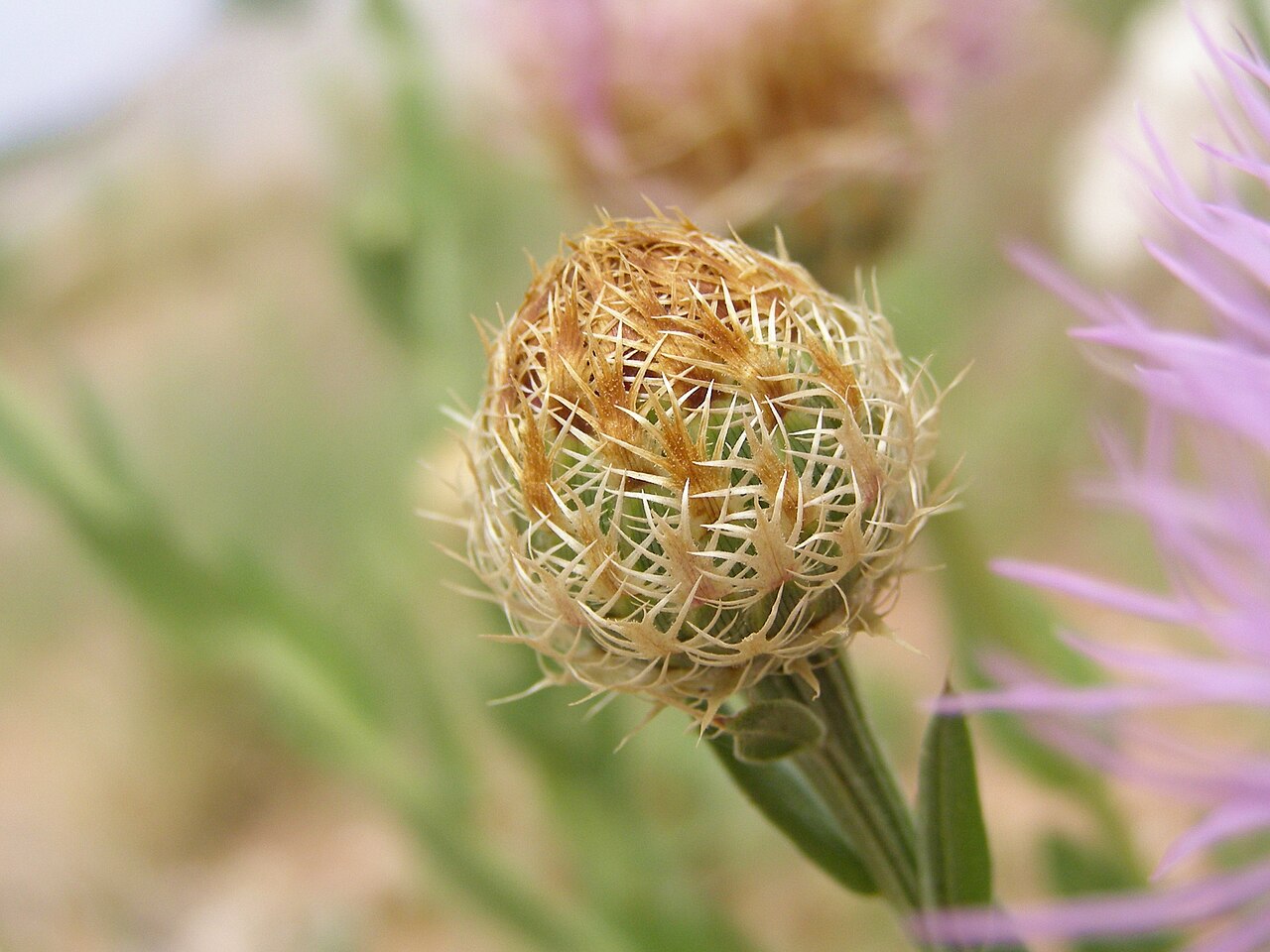 American Basketflower (Centaurea americana) - PlantNative.org American Basketflower (Centaurea americana) bud showing the woven, basket-like straw-colored bracts