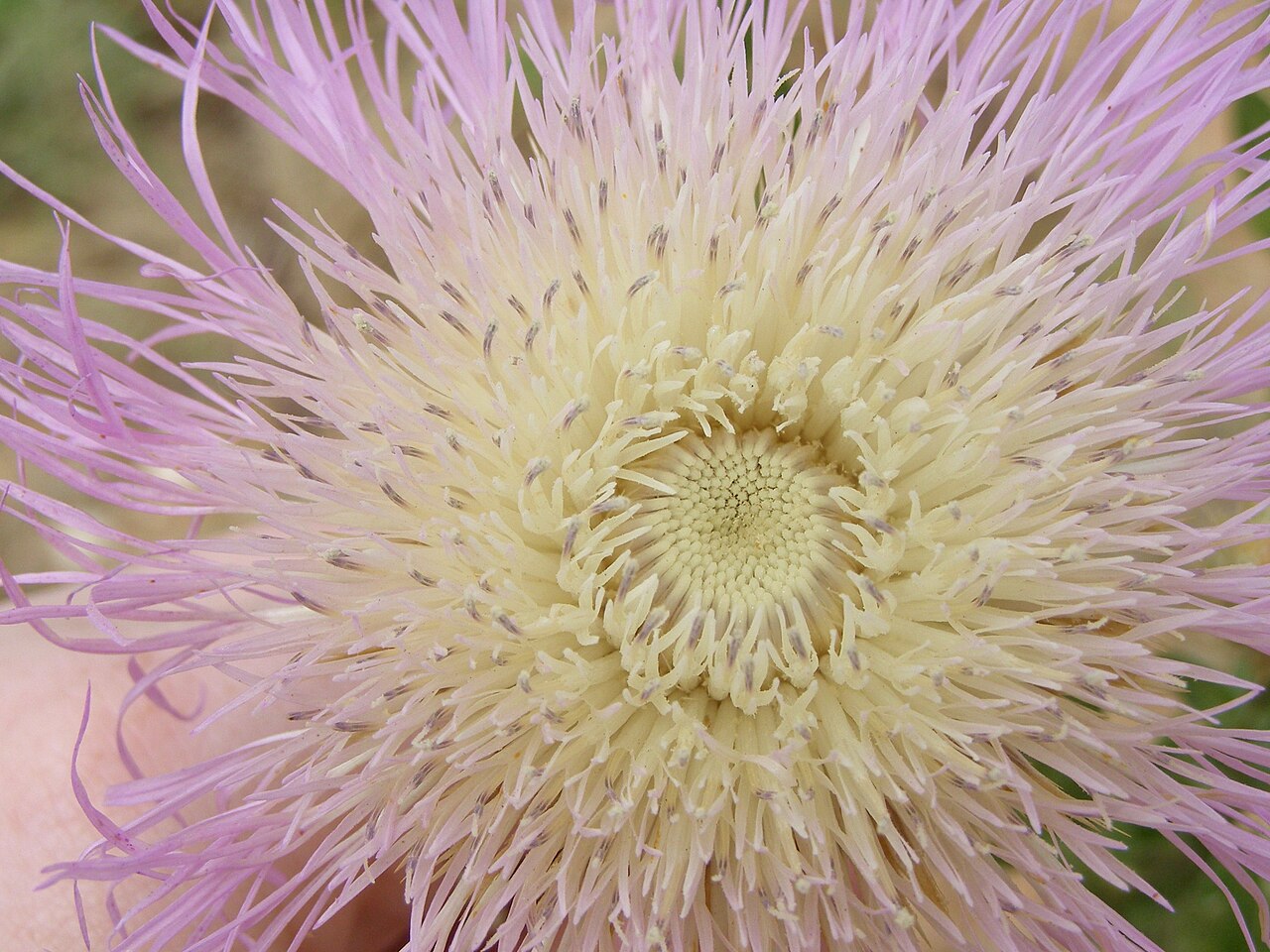 American Basketflower (Centaurea americana) - PlantNative.org Close-up of a large pink American Basketflower (Centaurea americana) with fringed petals and cream-colored center