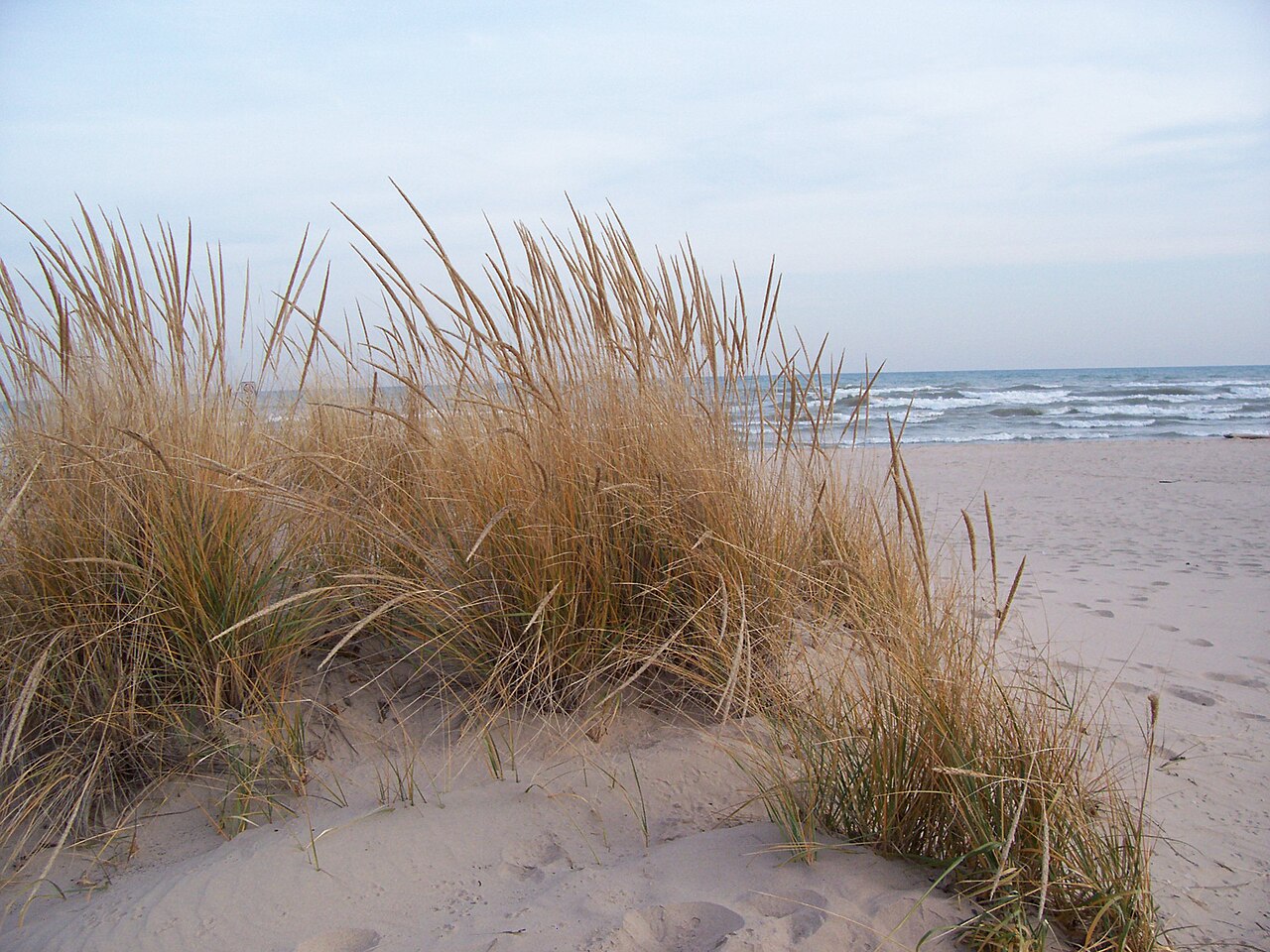 American Beach Grass (Ammophila breviligulata) - PlantNative.org Golden straw-colored American beach grass (Ammophila breviligulata) blades on a dune along Lake Michigan