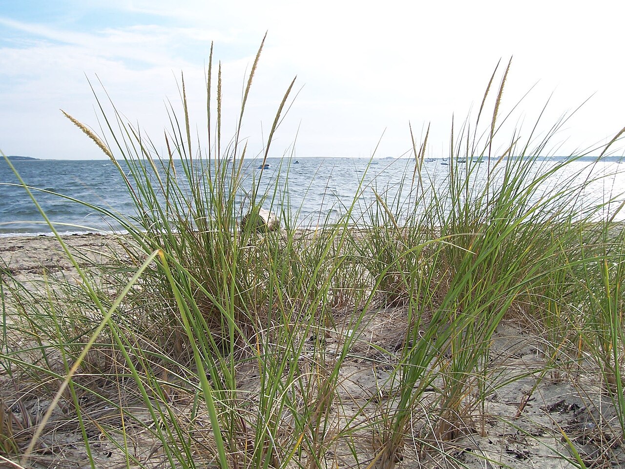 American Beach Grass (Ammophila breviligulata) - PlantNative.org American beach grass (Ammophila breviligulata) growing in clumps on a sandy dune above Cape Cod bay