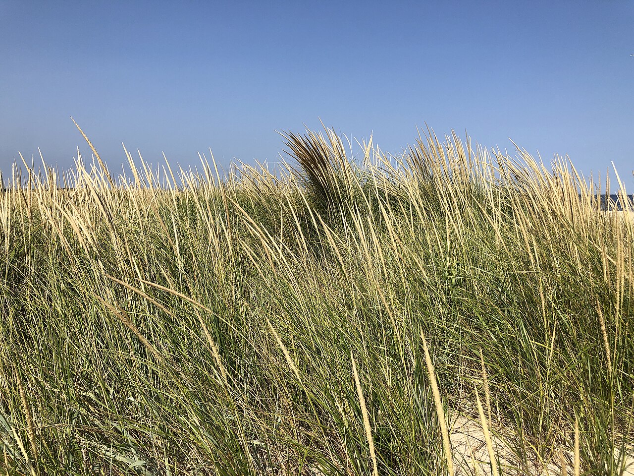 American Beach Grass (Ammophila breviligulata) - PlantNative.org Dune habitat with American beach grass (Ammophila breviligulata) at Sandy Hook, New Jersey, along the Atlantic coast