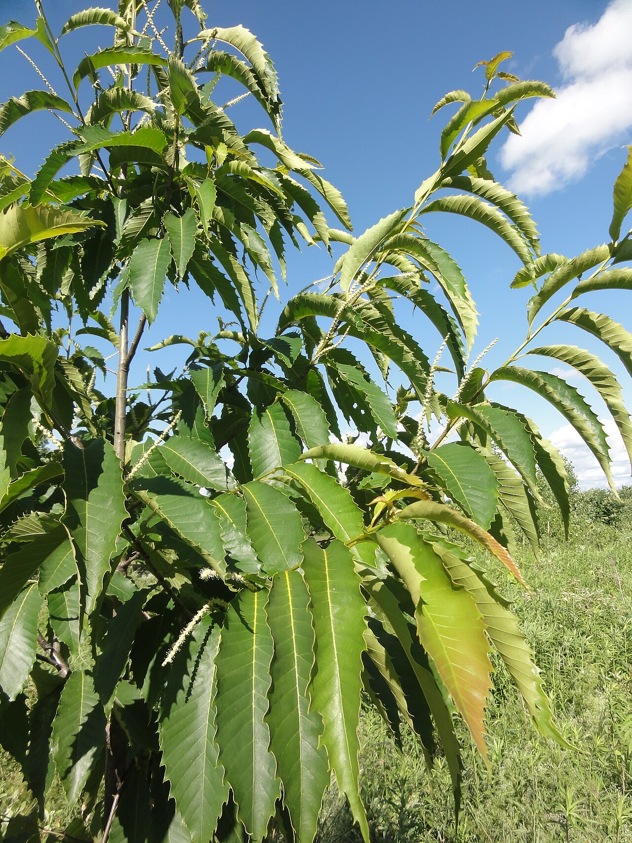 American Chestnut (Castanea dentata) - PlantNative.org American chestnut sapling with glossy, saw-toothed leaves and creamy flowering catkins