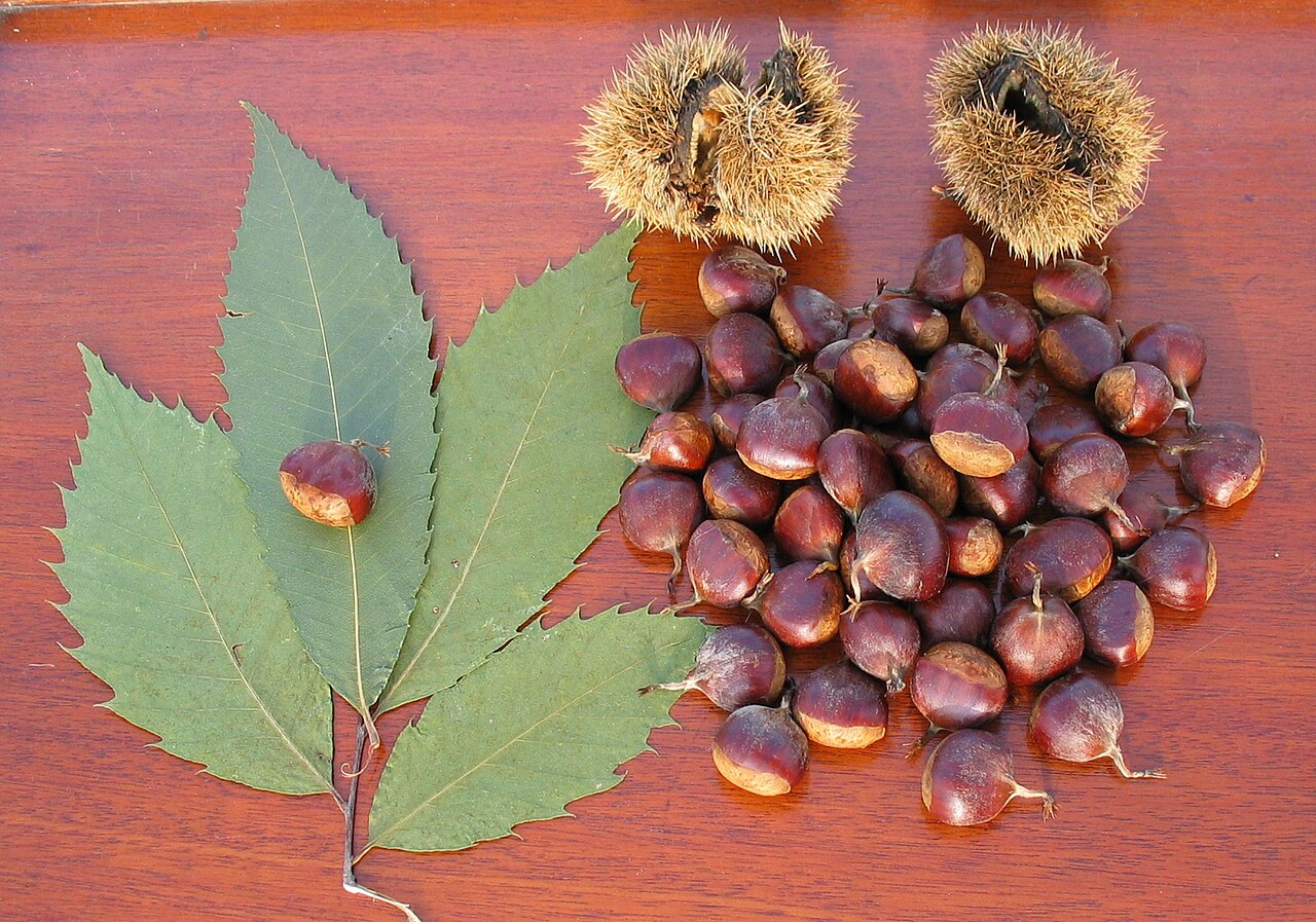 American Chestnut (Castanea dentata) - PlantNative.org American chestnut leaves, spiny burs, and glossy brown nuts