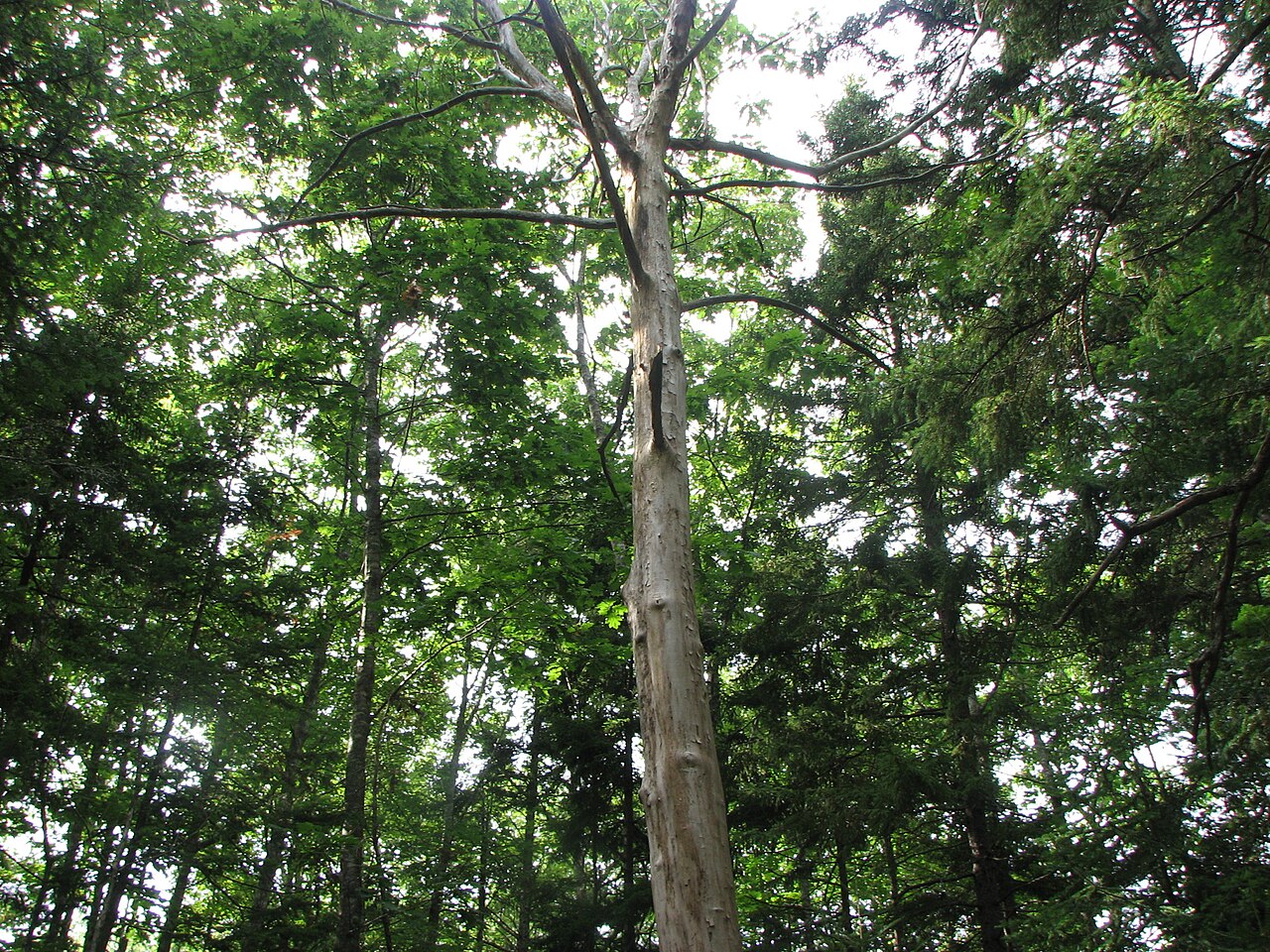 American Chestnut (Castanea dentata) - PlantNative.org American chestnut (Castanea dentata) trunk and canopy growing among mixed hardwoods and conifers