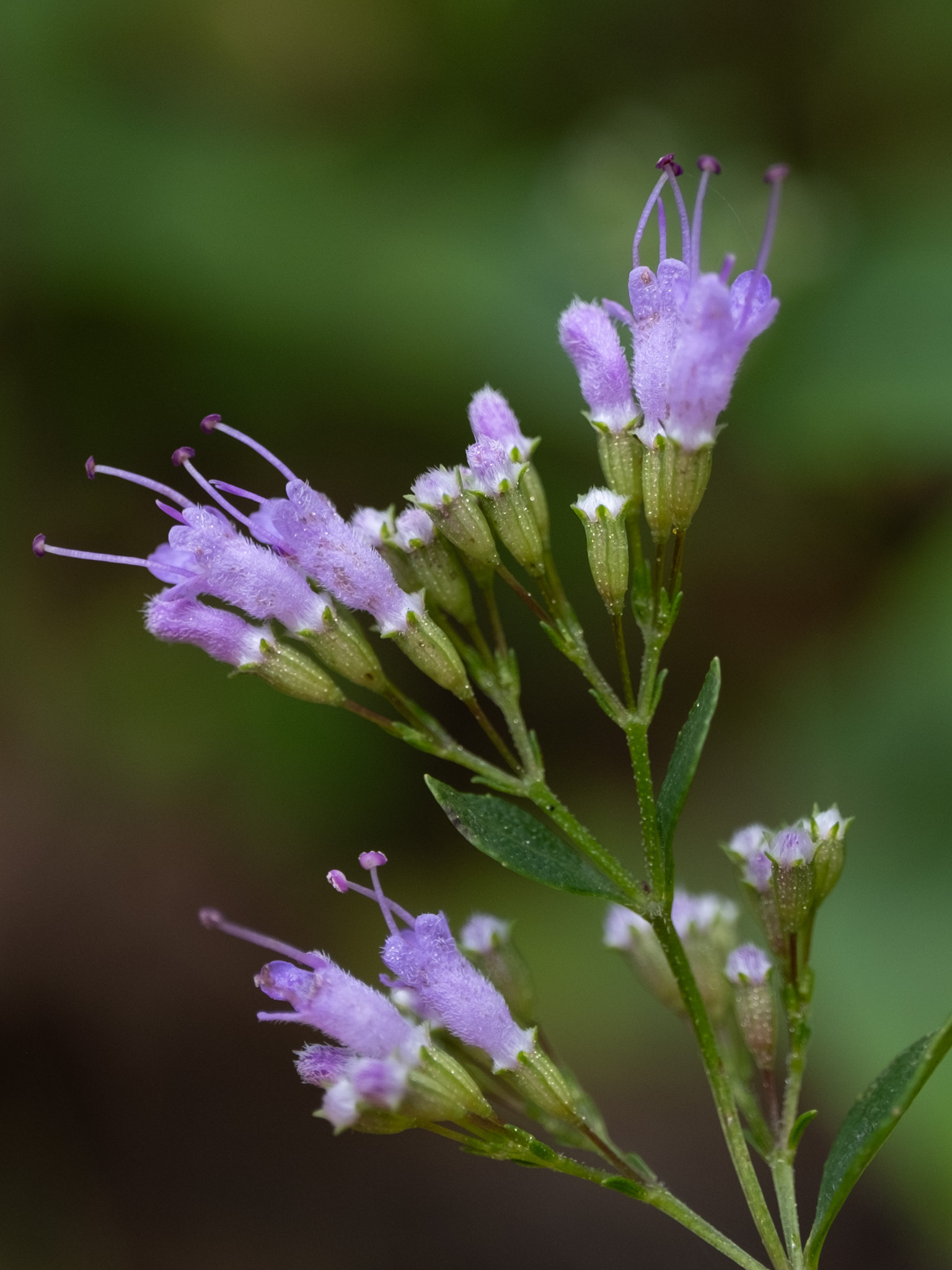 Close-up of pale lavender American dittany (Cunila origanoides) flowers with long exserted stamens