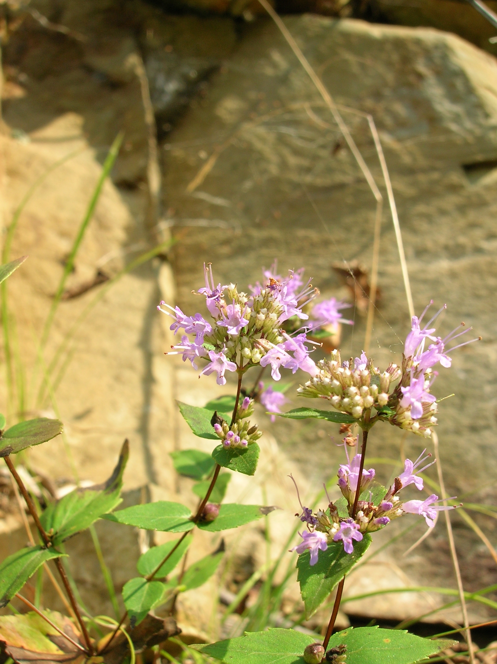 American dittany (Cunila origanoides) flowering among rocks in dry woodland habitat in Ohio