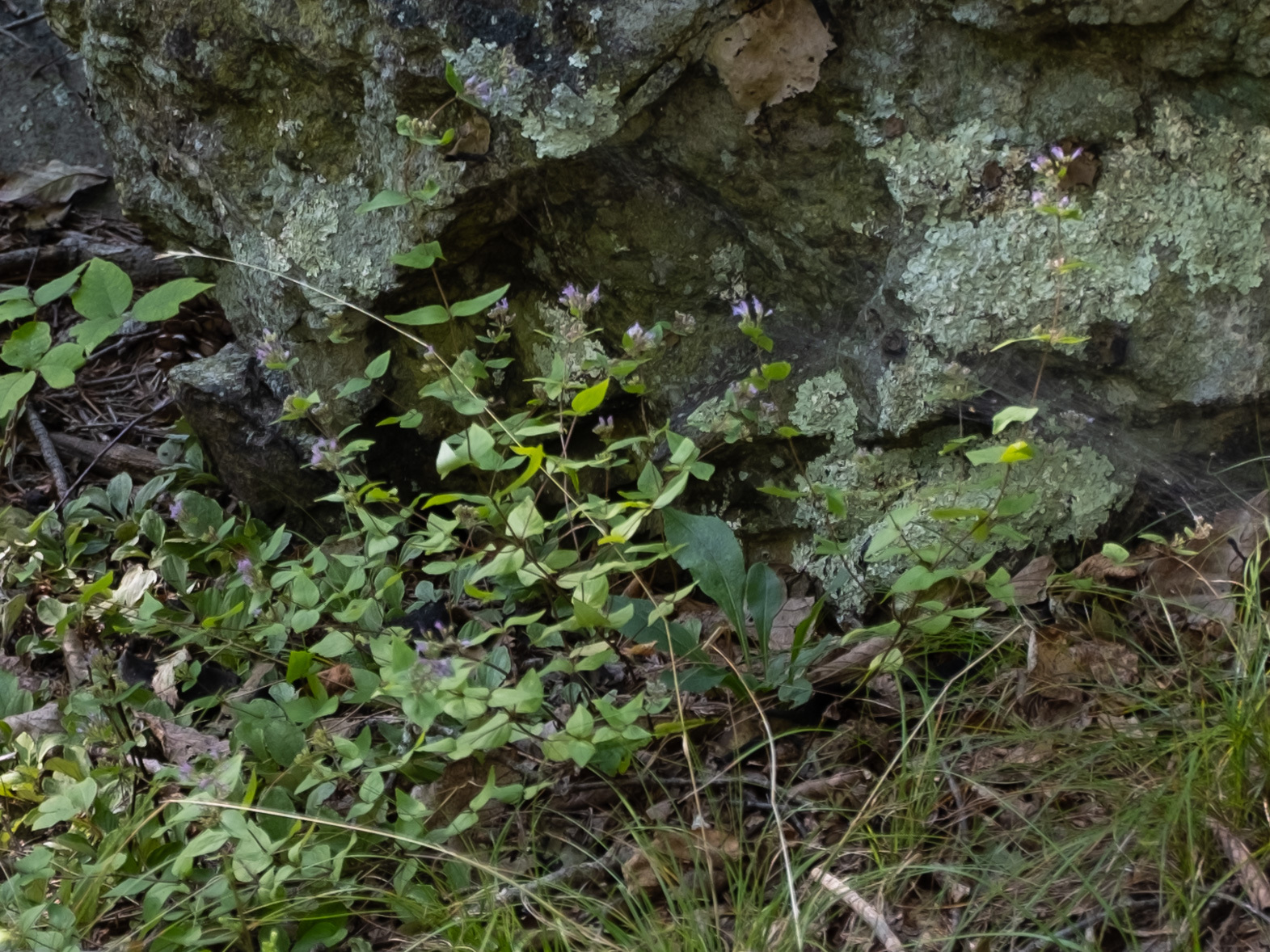 American dittany (Cunila origanoides) plant with small lavender flowers growing at the base of a lichen-covered rock outcrop