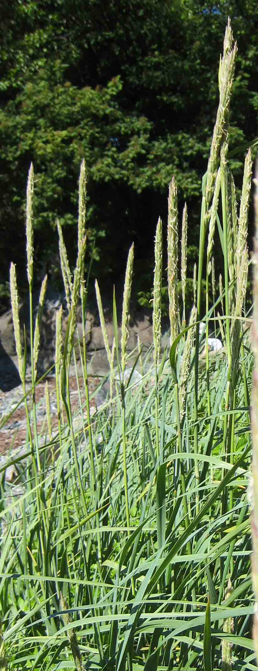 American Dunegrass (Leymus mollis) - PlantNative.org American dunegrass growing in a coastal stand near Sitka, Alaska