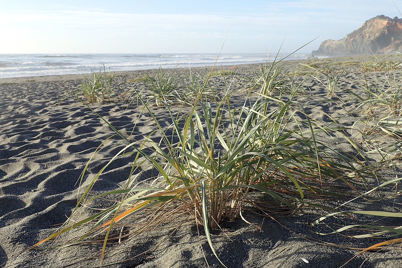 American Dunegrass (Leymus mollis) - PlantNative.org American dunegrass (Leymus mollis) growing as a clump on a sandy beach dune in northern California