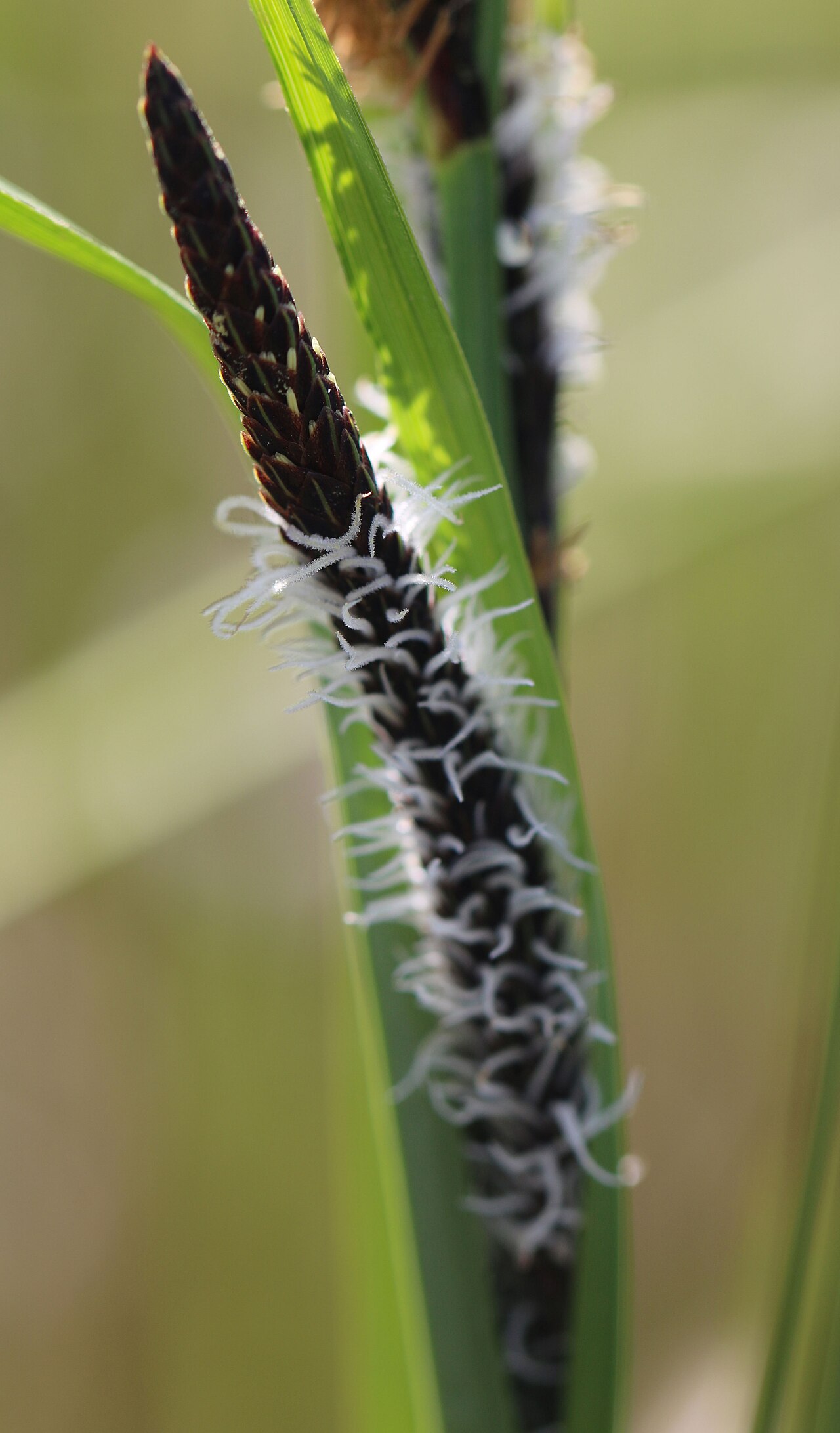 American Dunegrass (Leymus mollis) - PlantNative.org Close-up of an American dunegrass flowering spike showing dense spikelets