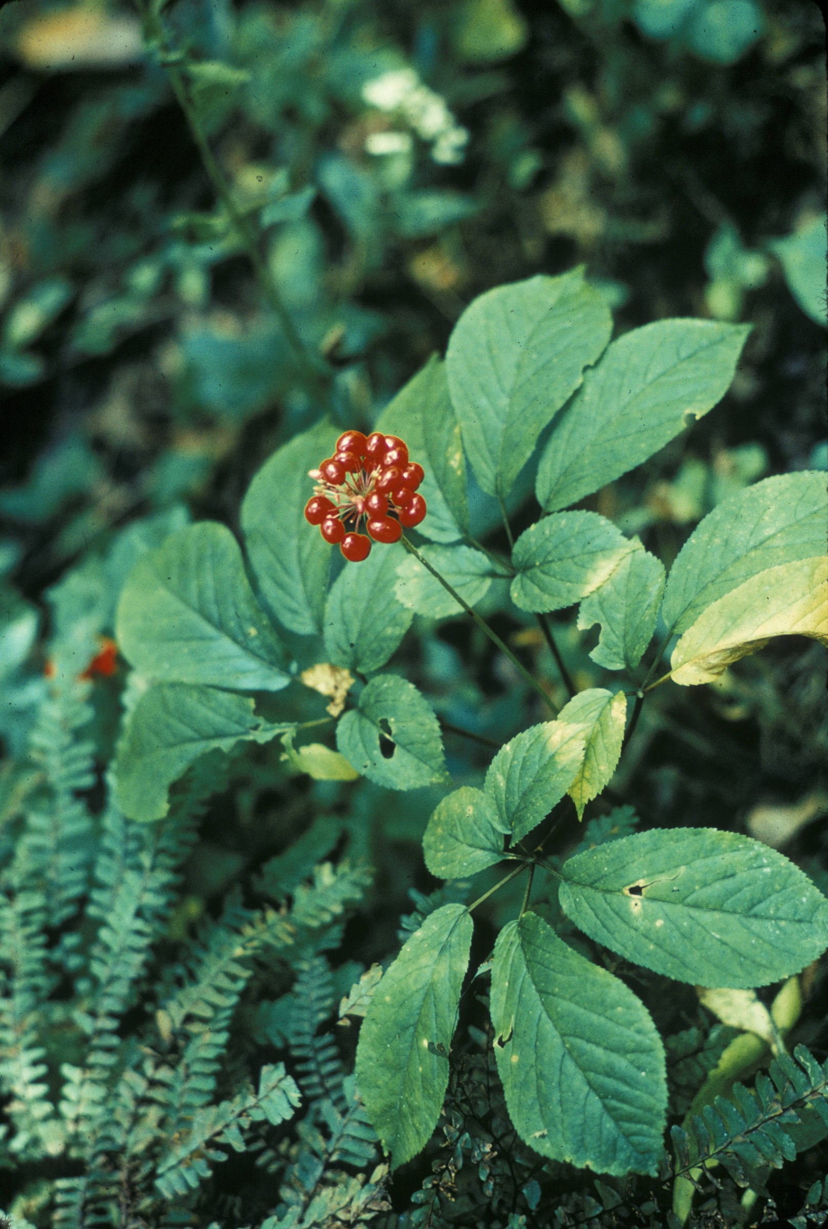 American Ginseng (Panax quinquefolius) - PlantNative.org Close-up of American ginseng showing the whorl of compound five-leaflet leaves surrounding a central cluster of ripe red berries