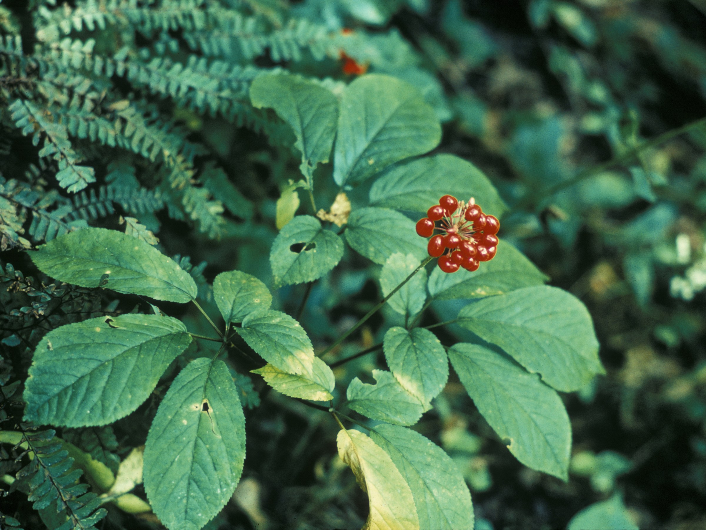American Ginseng (Panax quinquefolius) - PlantNative.org American ginseng (Panax quinquefolius) plant in the forest understory showing compound leaves and a cluster of red berries