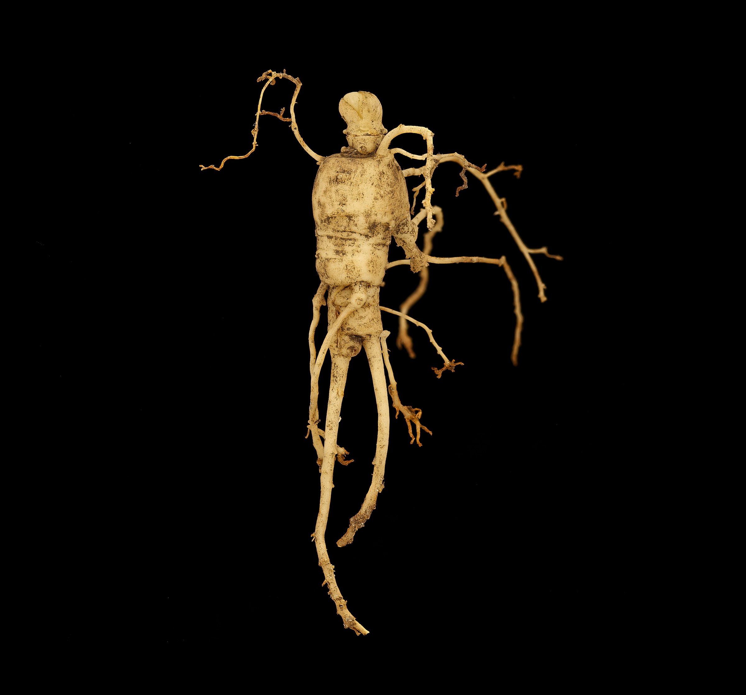 American Ginseng (Panax quinquefolius) - PlantNative.org Dug American ginseng root showing its forked, human-like shape, the feature that has made the root a historic trade item