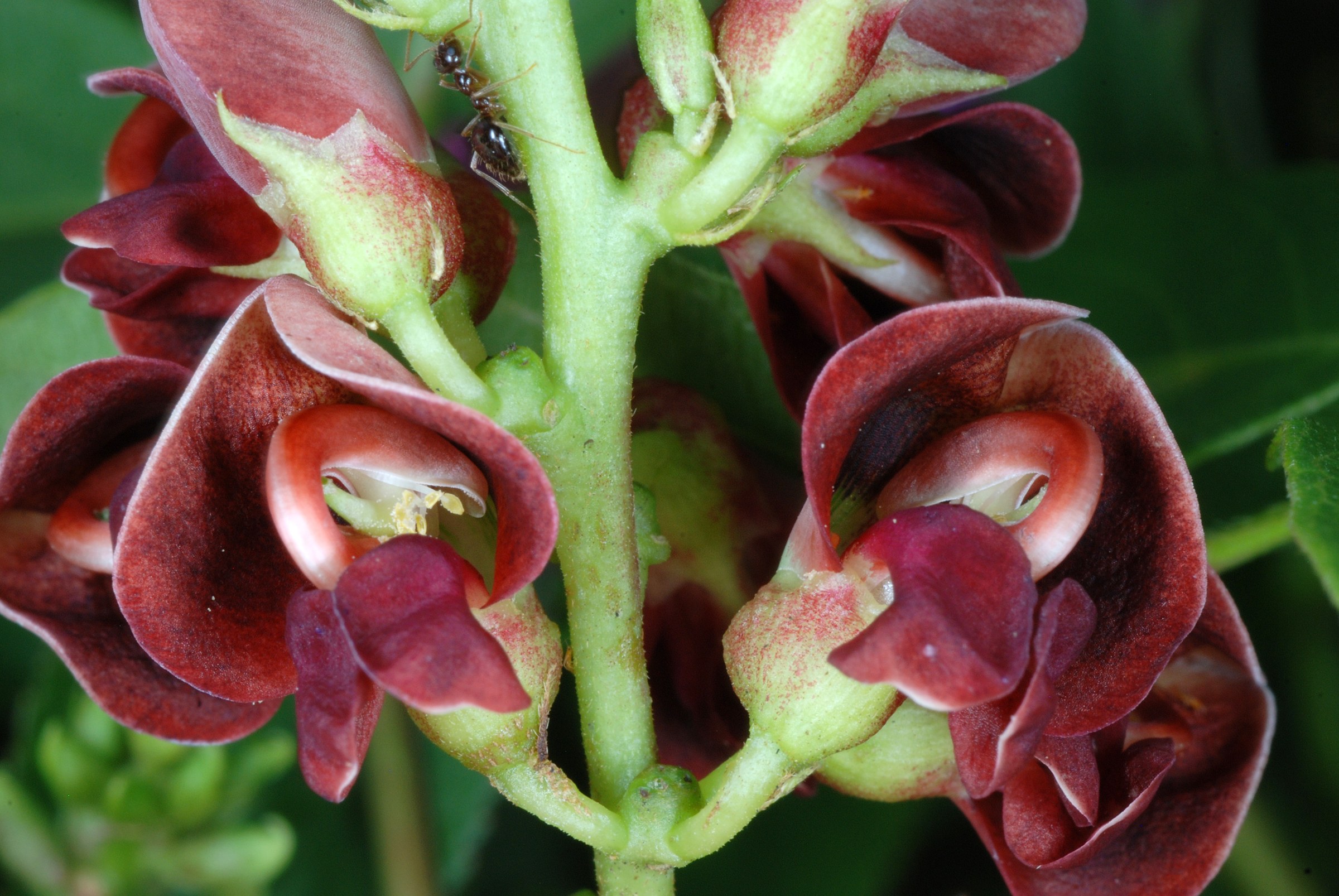 American Groundnut (Apios americana) - PlantNative.org Close-up of American Groundnut flowers showing the curled, snail-shell-shaped maroon-brown pea flowers