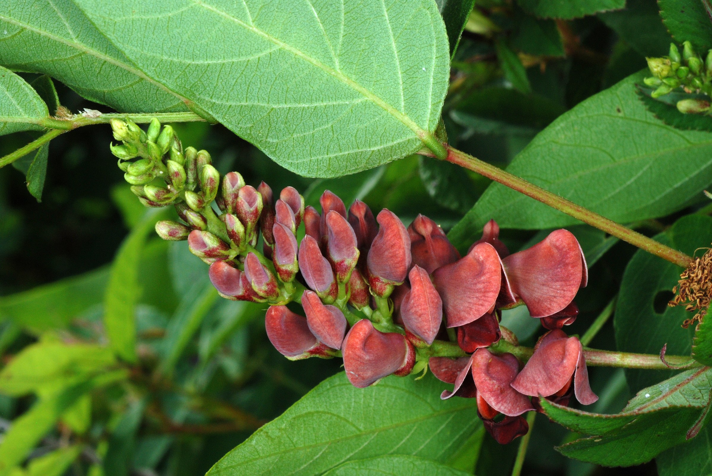 American Groundnut (Apios americana) - PlantNative.org American Groundnut (Apios americana) raceme of maroon pea-like flowers climbing among host-plant leaves