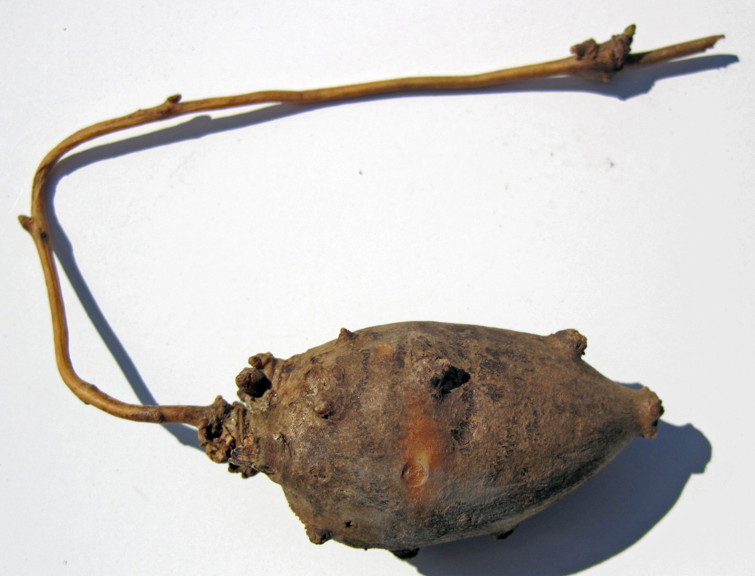 American Groundnut (Apios americana) - PlantNative.org Harvested tuber of American Groundnut (Apios americana) attached to a length of rhizome, showing the knobby brown-skinned root
