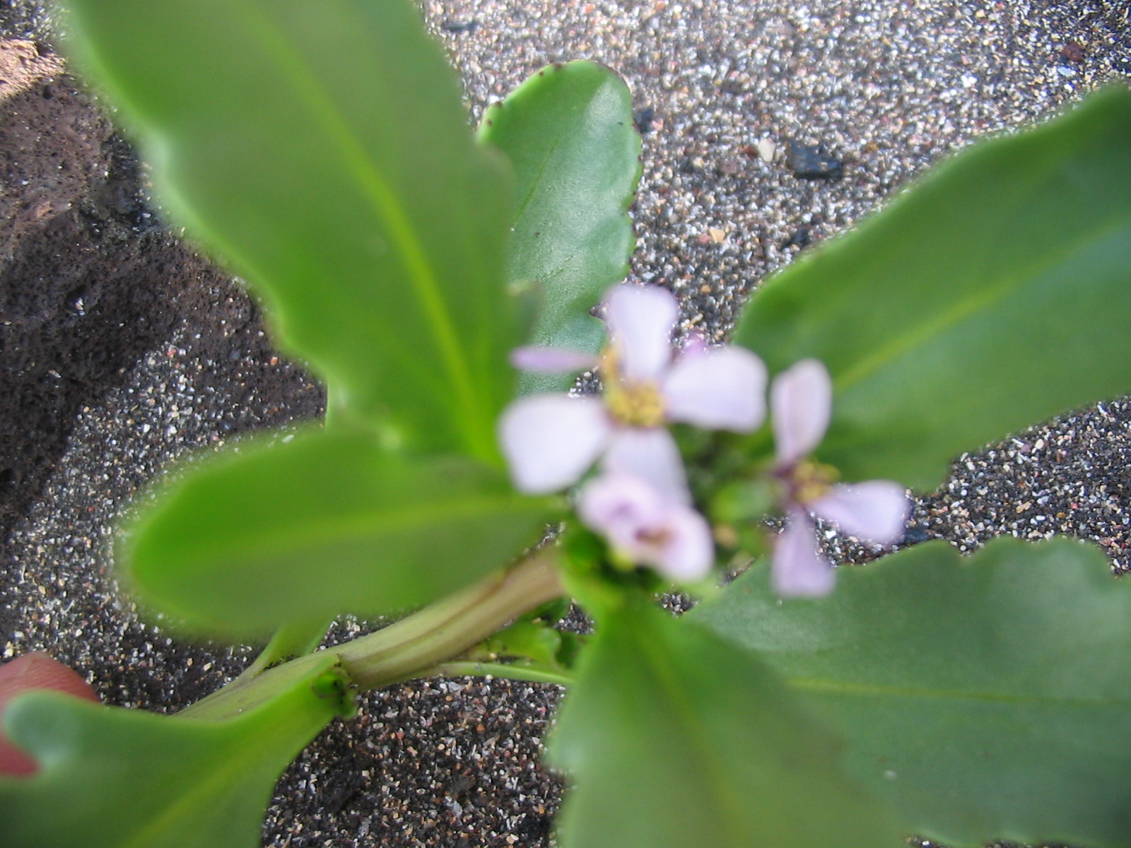 Close-up of American sea rocket flowers showing four pale lavender petals typical of the mustard family