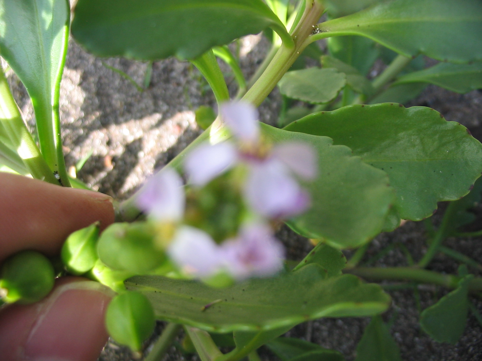 American sea rocket flowers and developing green, segmented seed pods held among fleshy leaves