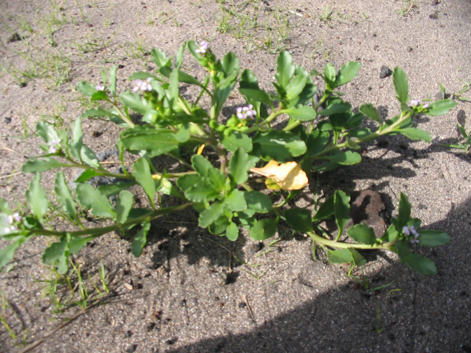 American sea rocket (Cakile edentula) low sprawling mound of fleshy, lobed leaves and small pale flowers growing in beach sand