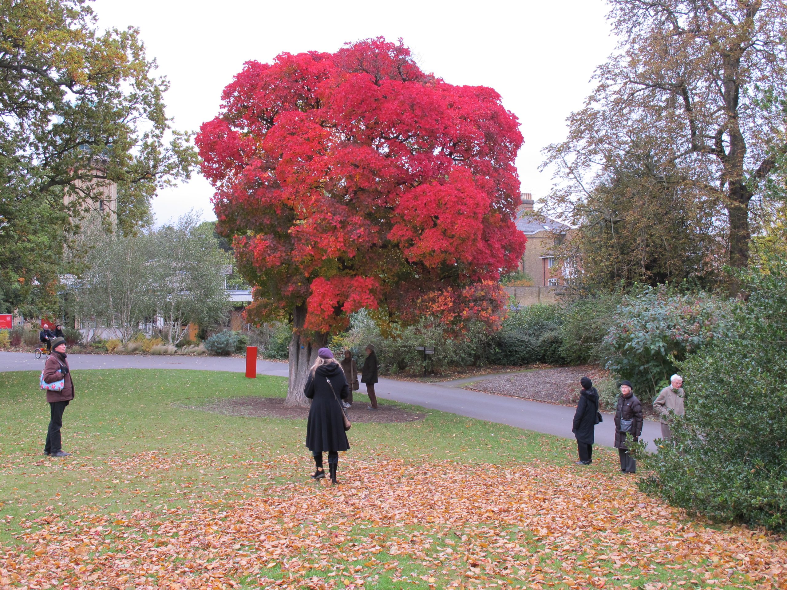American Smoke Tree (Cotinus obovatus) - PlantNative.org American smoke tree (Cotinus obovatus) displaying brilliant scarlet-orange fall foliage