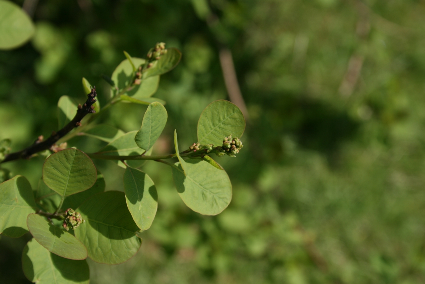 American Smoke Tree (Cotinus obovatus) - PlantNative.org Close-up of American smoke tree (Cotinus obovatus) blue-green obovate leaves and early flower buds on a reddish twig