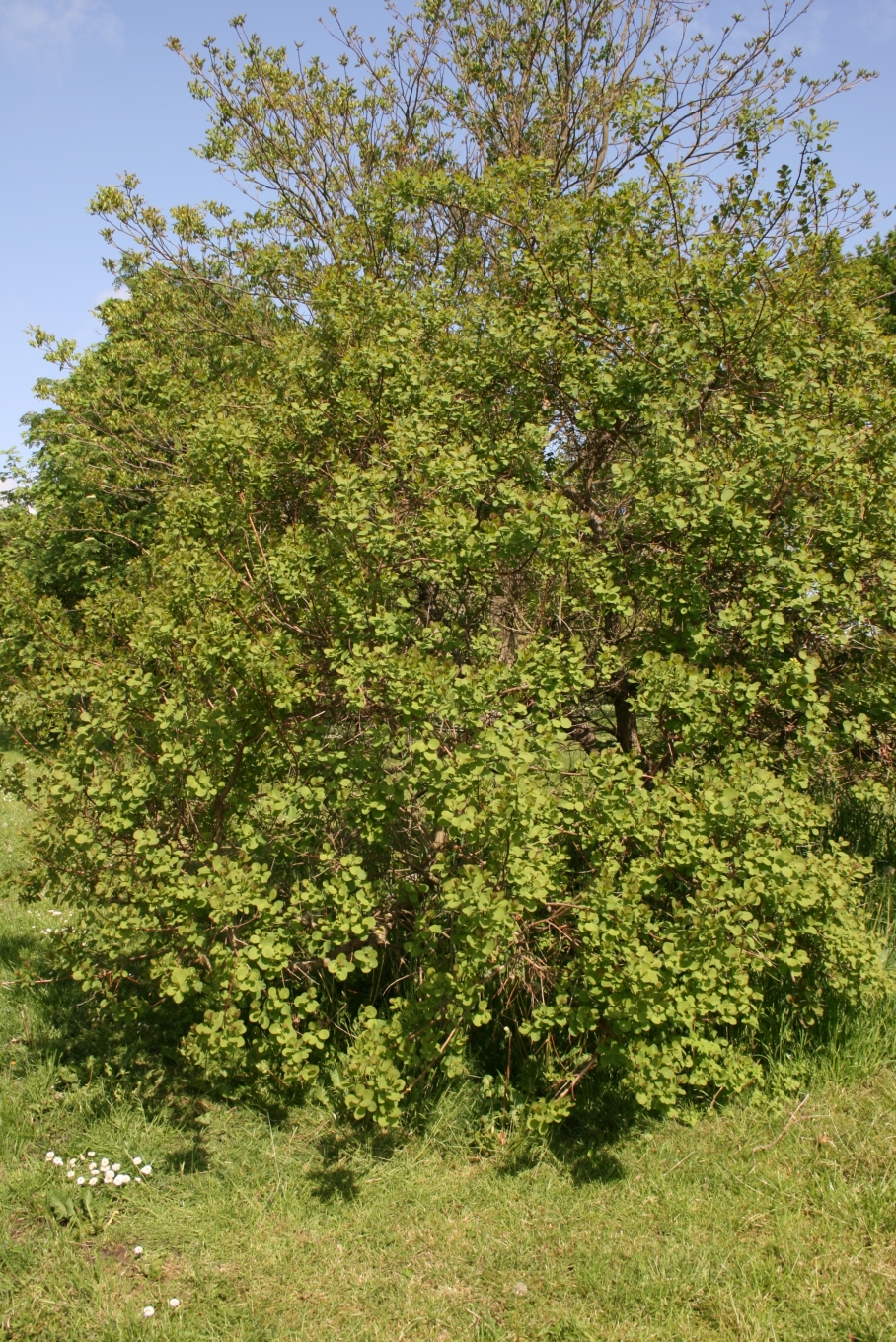 American Smoke Tree (Cotinus obovatus) - PlantNative.org American smoke tree (Cotinus obovatus) growing as a rounded multi-stemmed shrub with blue-green summer foliage