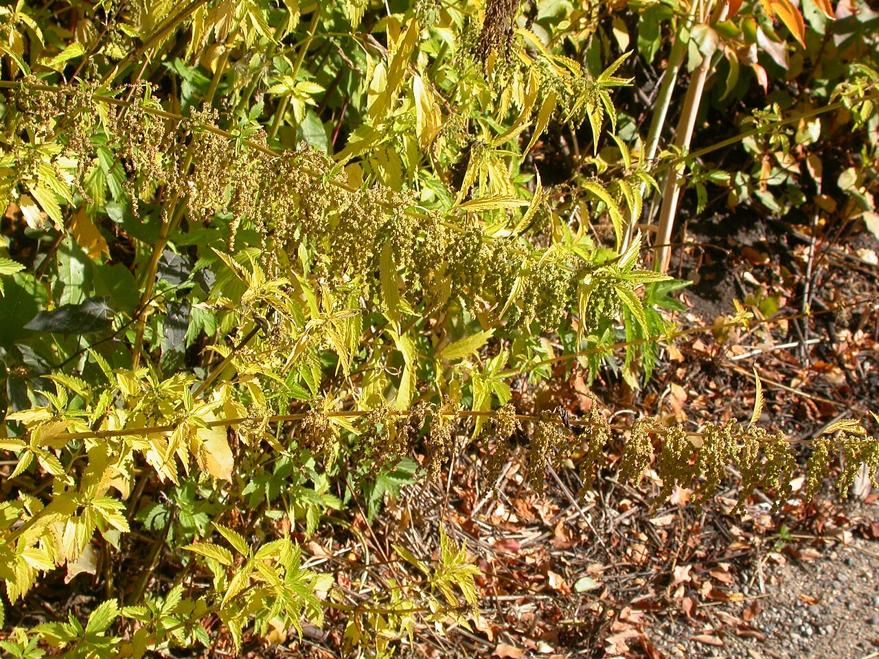 American Stinging Nettle (Urtica dioica ssp. gracilis) - PlantNative.org American stinging nettle (Urtica dioica ssp. gracilis) patch in fall color with pendulous flower clusters