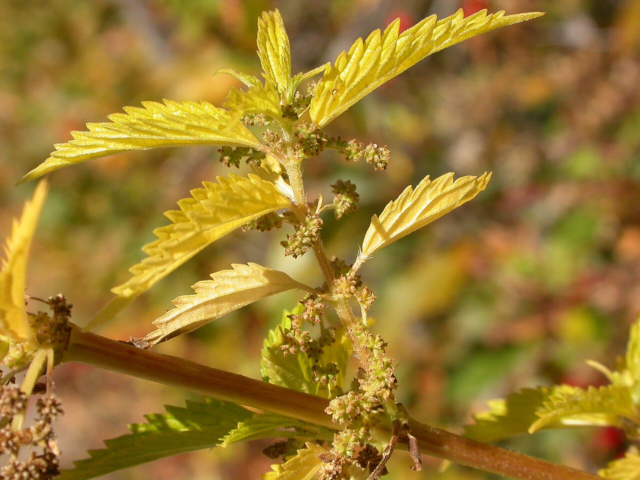 American Stinging Nettle (Urtica dioica ssp. gracilis) - PlantNative.org Close-up of American stinging nettle (Urtica dioica ssp. gracilis) leaves showing serrated margins and stinging hairs, with flower clusters at the leaf axils