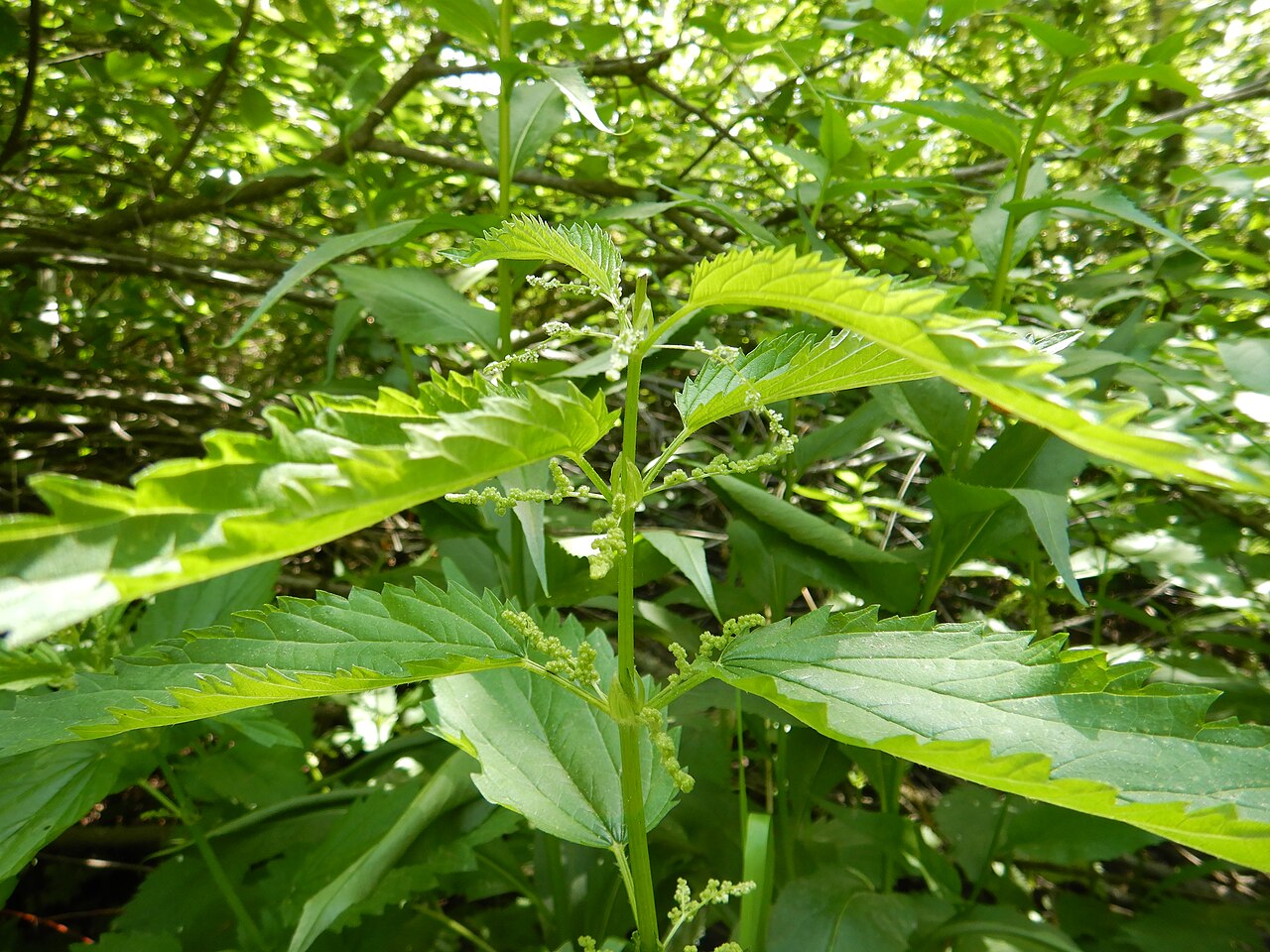 American Stinging Nettle (Urtica dioica ssp. gracilis) - PlantNative.org American stinging nettle (Urtica dioica ssp. gracilis) growing in dappled shade along a trail