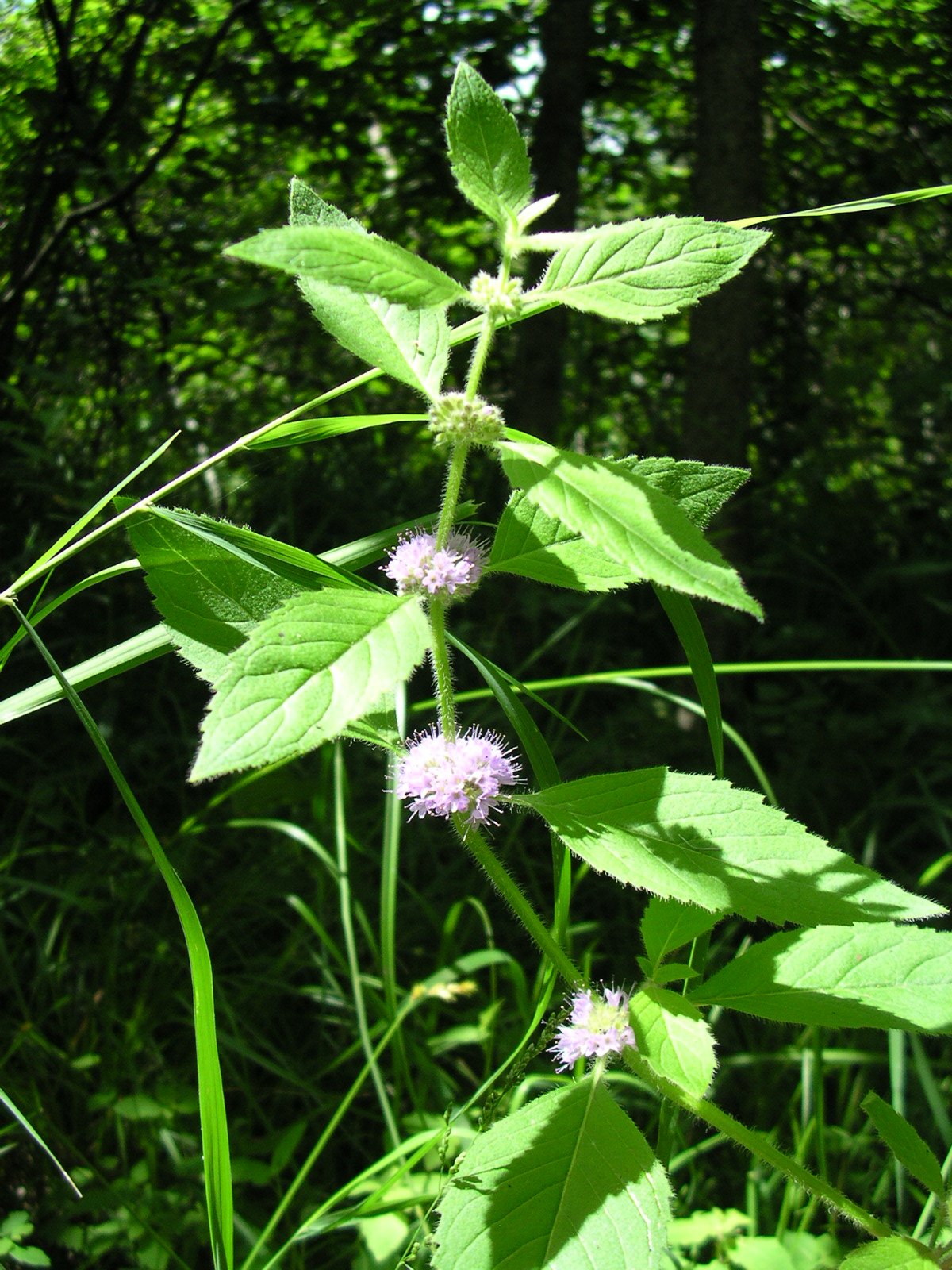 American Wild Mint (Mentha arvensis) growing in dappled shade at a forest wetland edge with flower whorls visible at the leaf axils