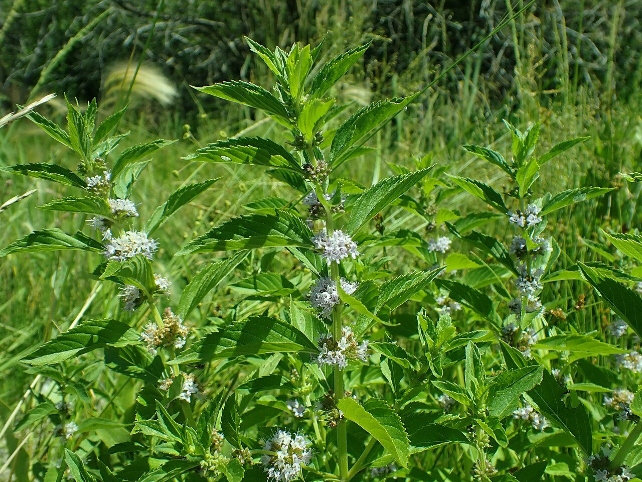 American Wild Mint (Mentha arvensis) stand with dense whorls of small pale lavender flowers along square stems