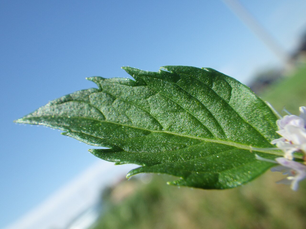 Close-up of an American Wild Mint (Mentha arvensis) leaf showing toothed margin and prominent veins