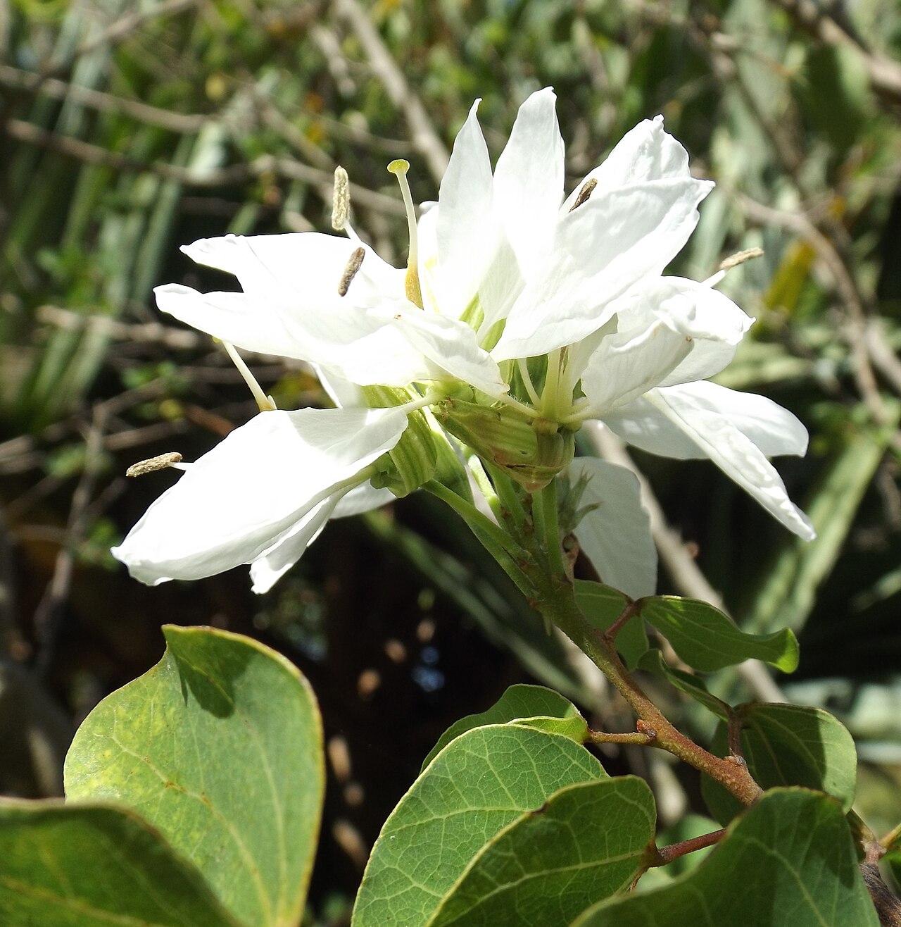 Anacacho Orchid Tree (Bauhinia lunarioides) - PlantNative.org Close-up of a white Anacacho orchid tree (Bauhinia lunarioides) flower showing five narrow twisted petals and long stamens